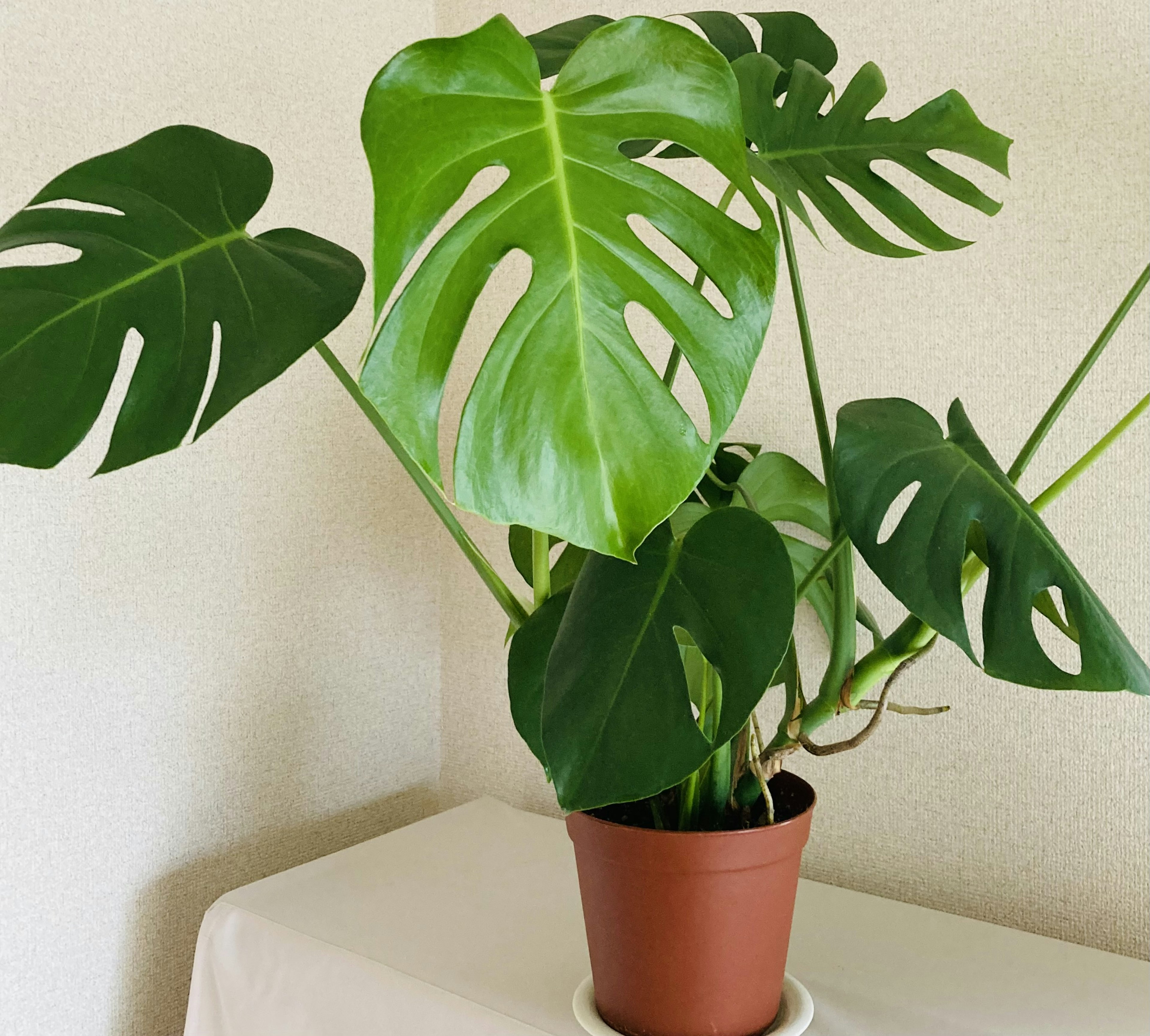 Pianta Monstera con grandi foglie verdi