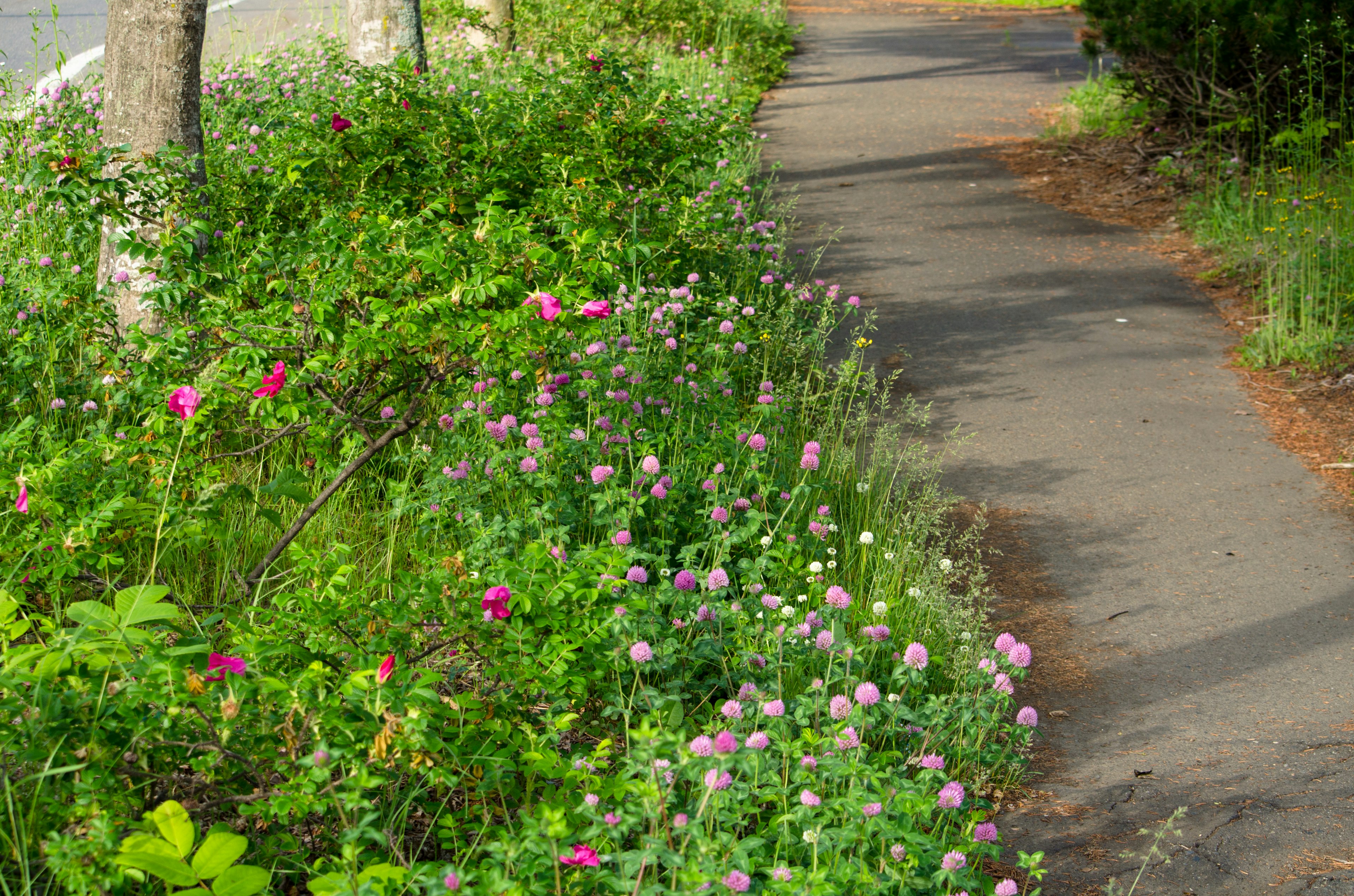 Chemin bordé de fleurs sauvages colorées et de verdure