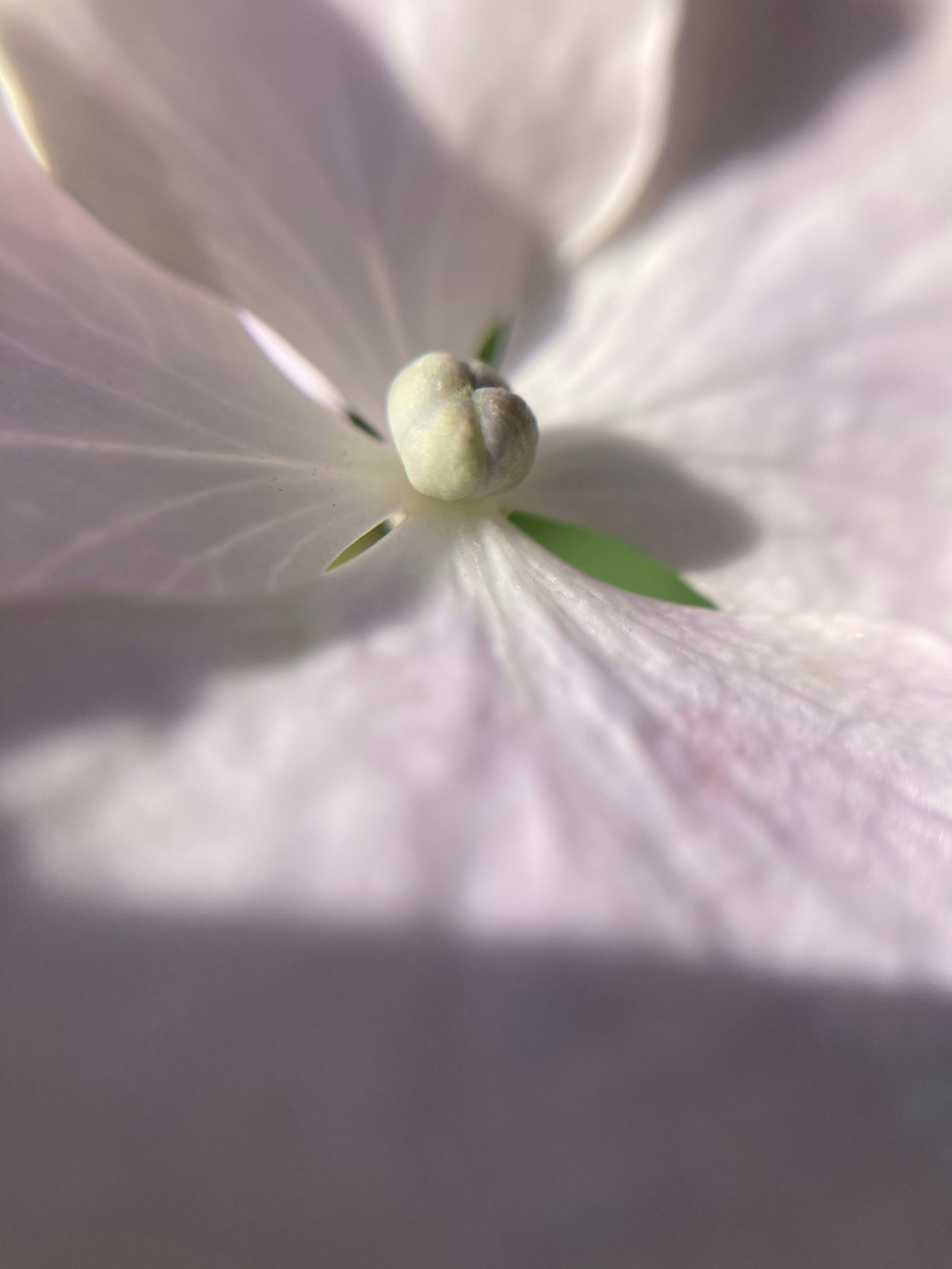 Close-up of a pale flower petal with a small stamen at the center