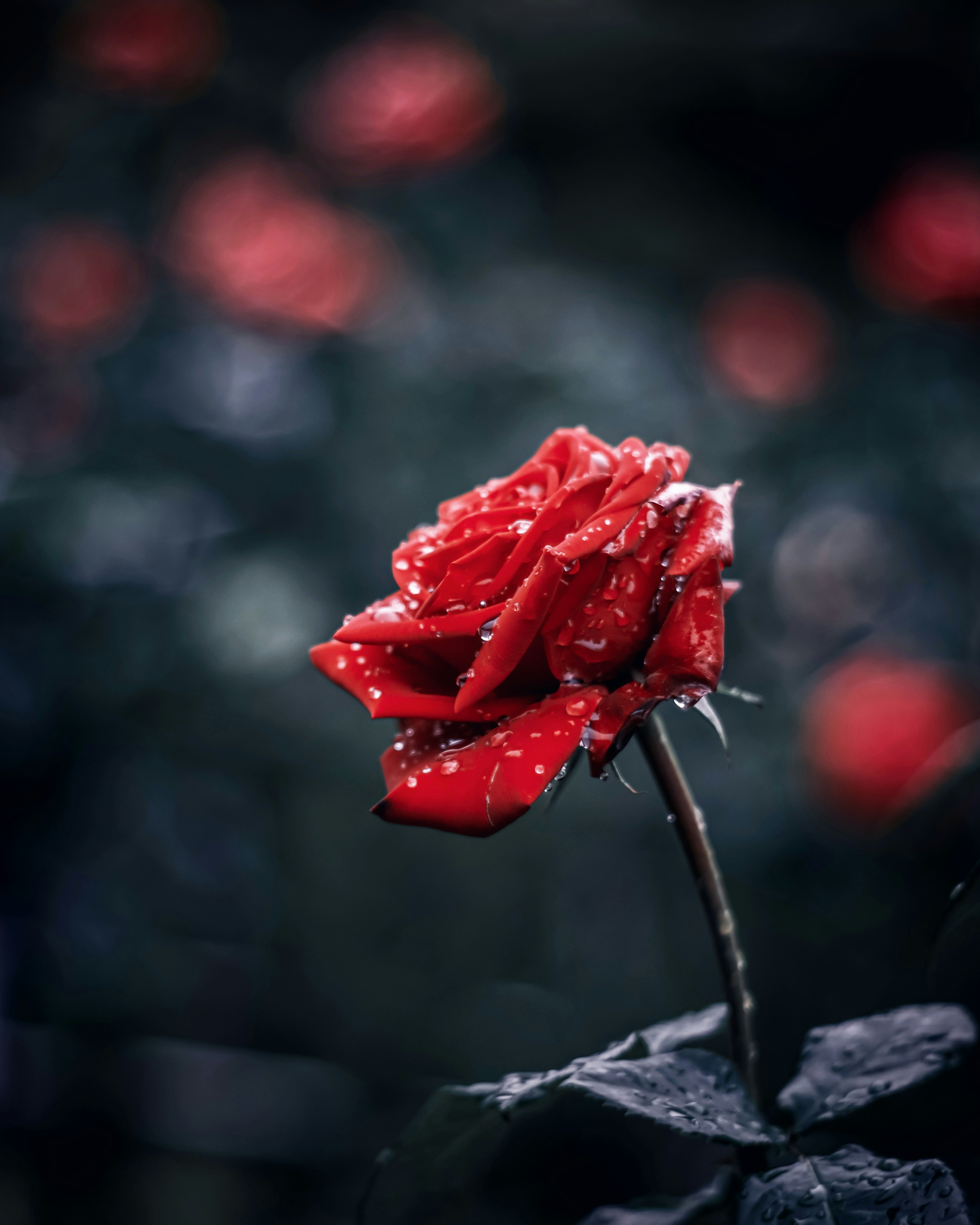 Hermosa rosa roja con gotas de agua