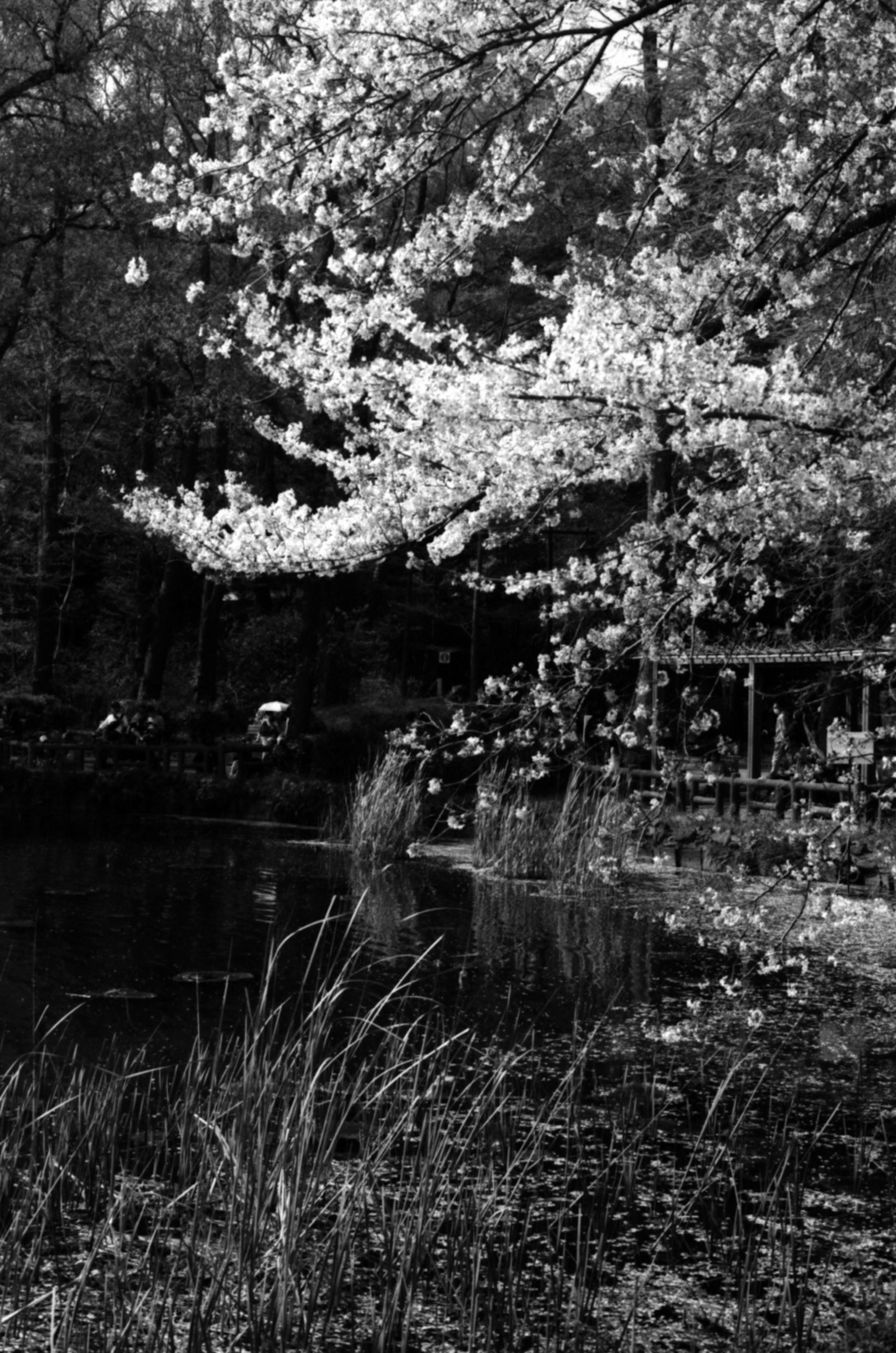 Photo de paysage en noir et blanc avec un cerisier en fleurs près d'un étang tranquille