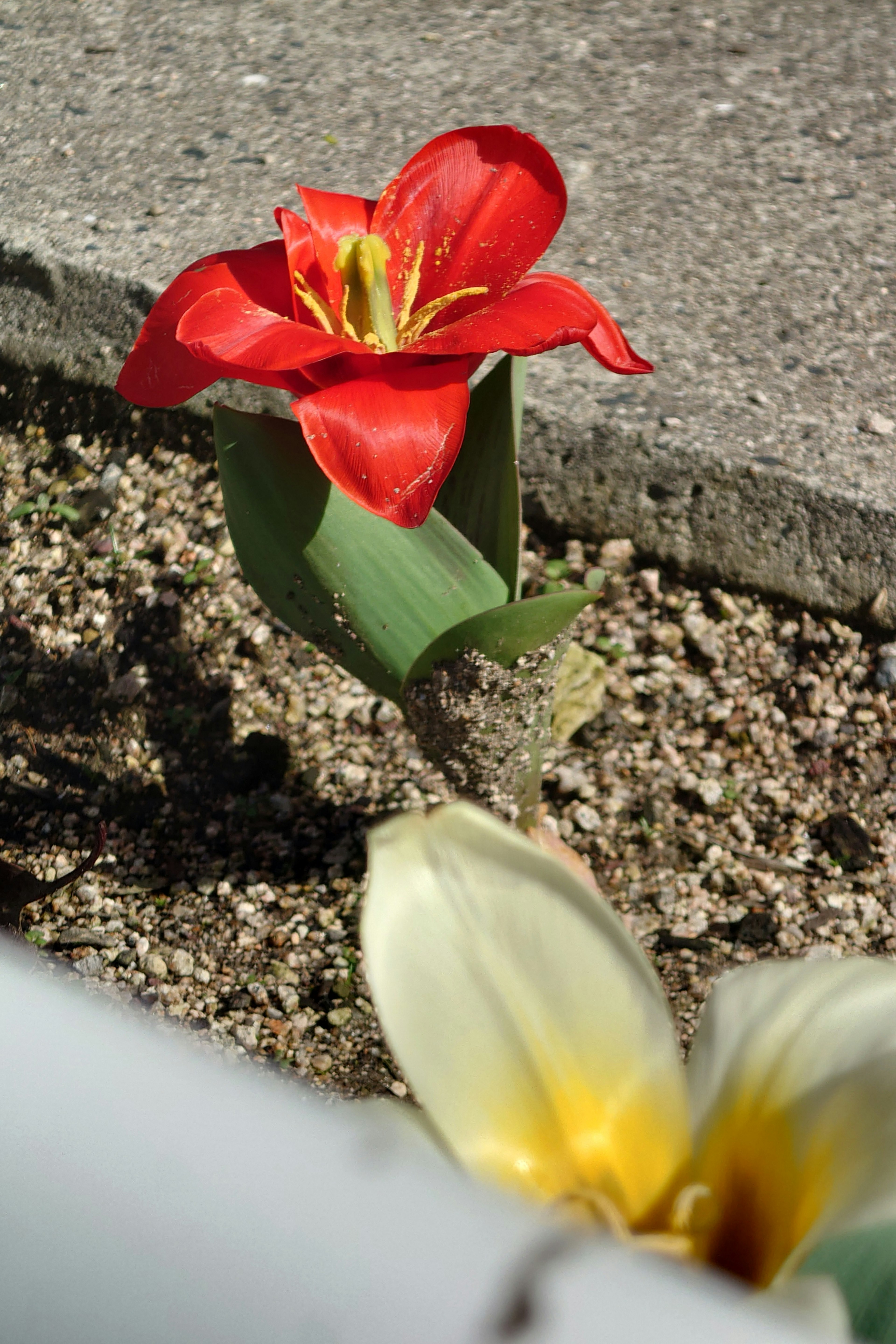 Un tulipano rosso vibrante accanto a un fiore giallo in un angolo di giardino