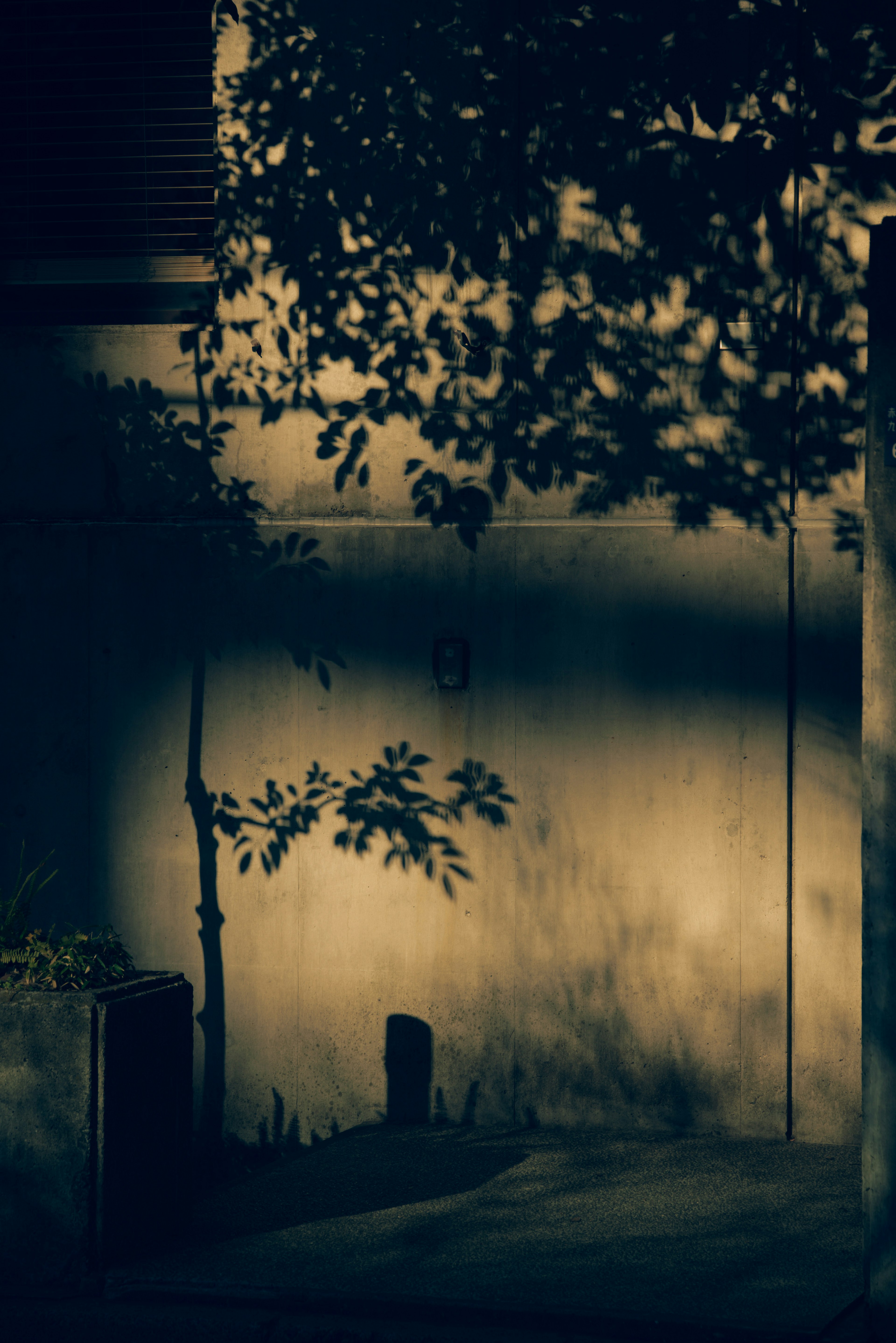 Silueta de árboles proyectando sombras en una pared texturizada con poca luz