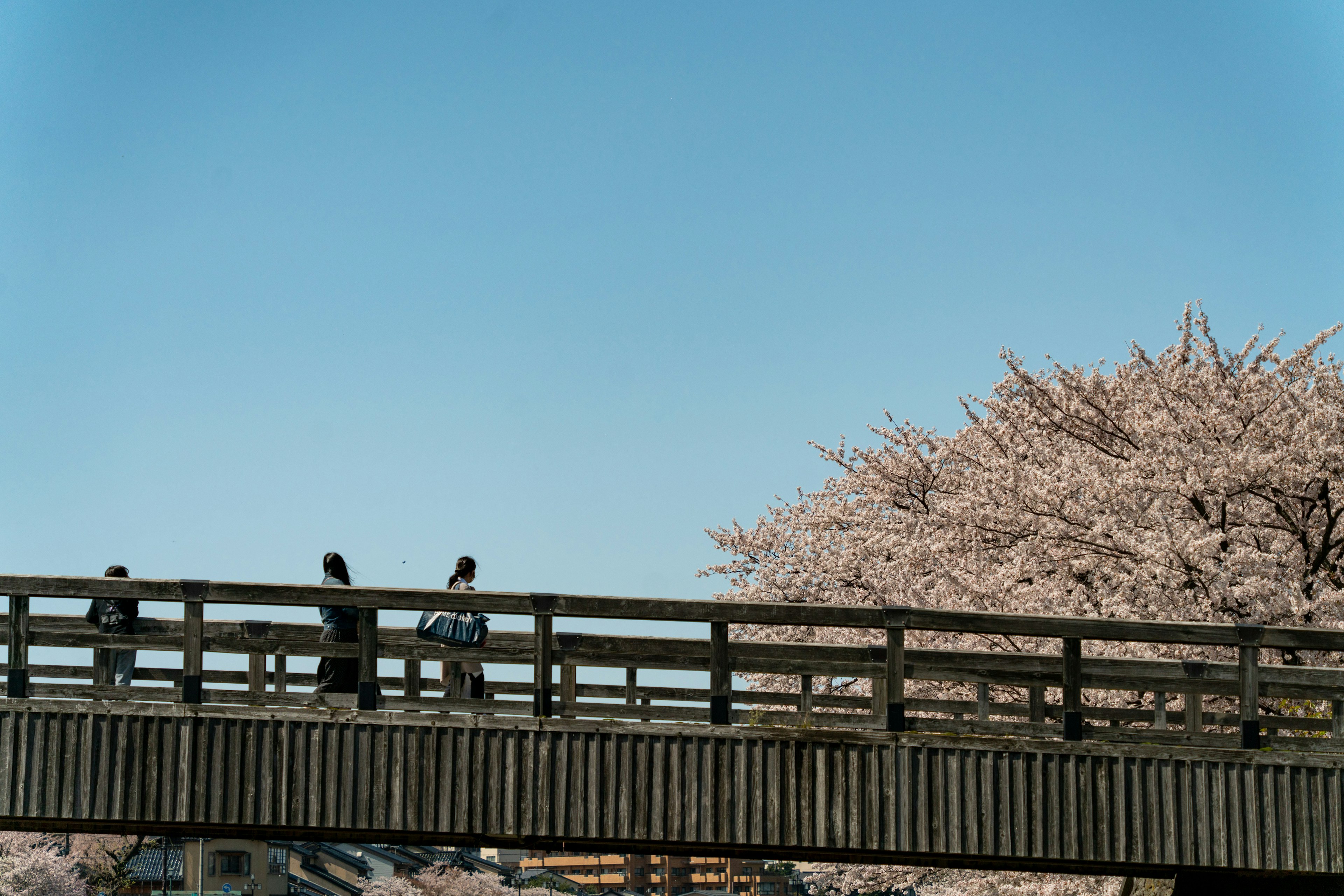 People walking under cherry blossom trees with a clear blue sky