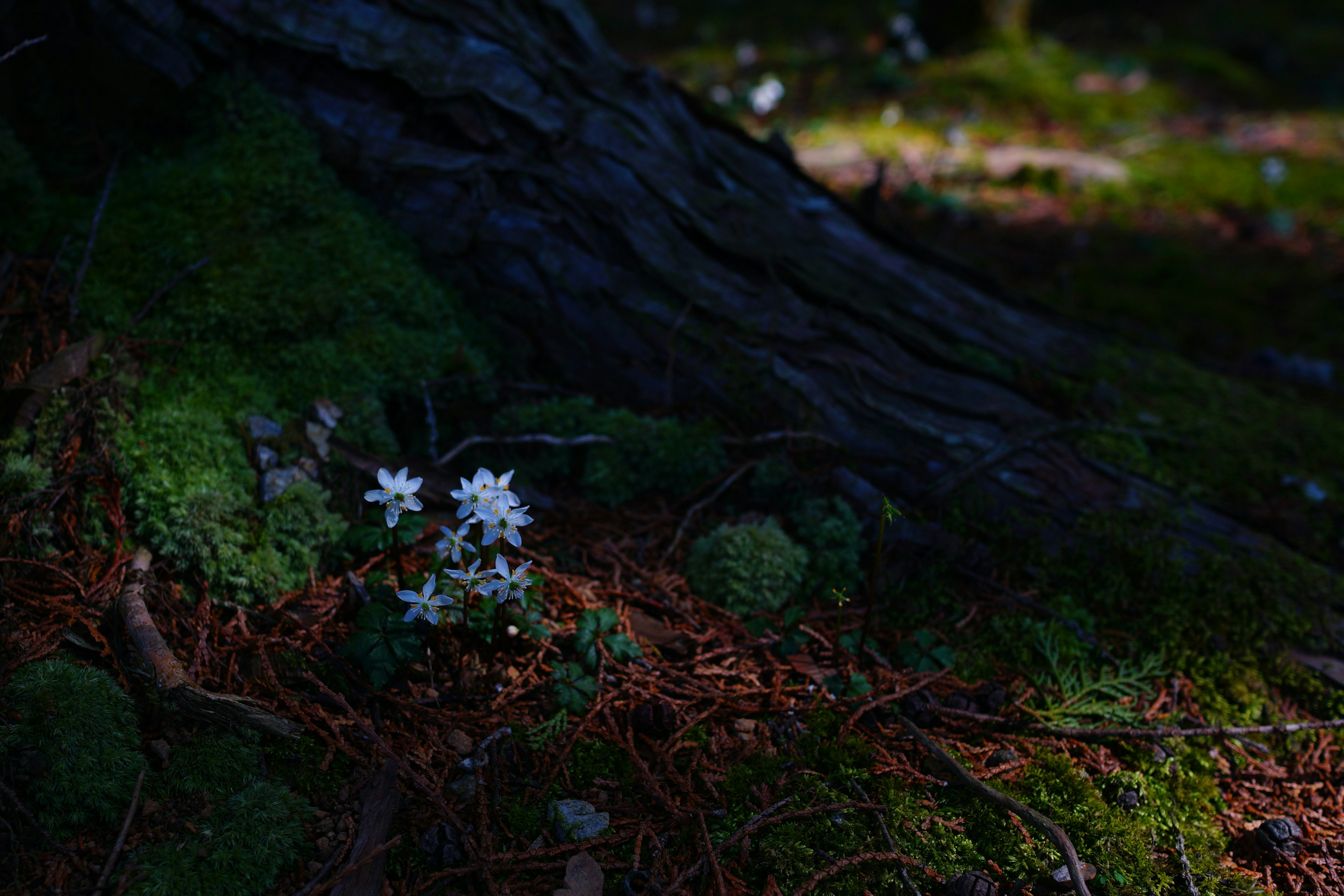 Weiße Blumen blühen am Fuß eines Baumes umgeben von grünem Moos