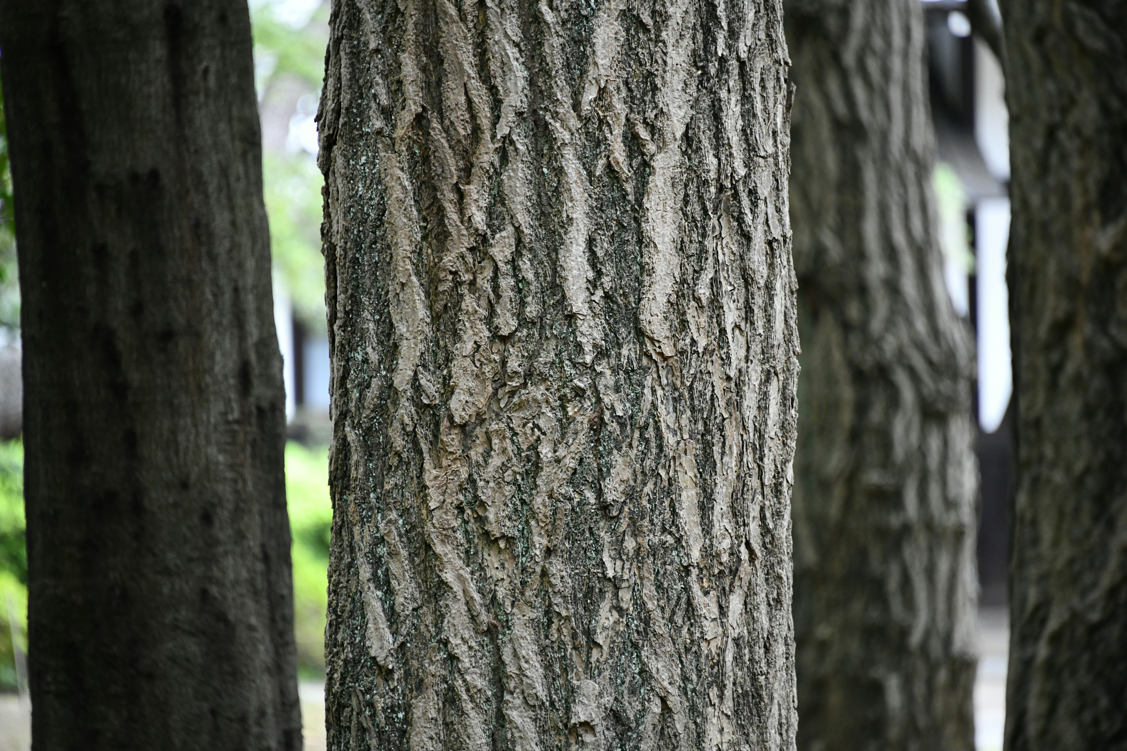 Close-up of tree bark showing detailed texture