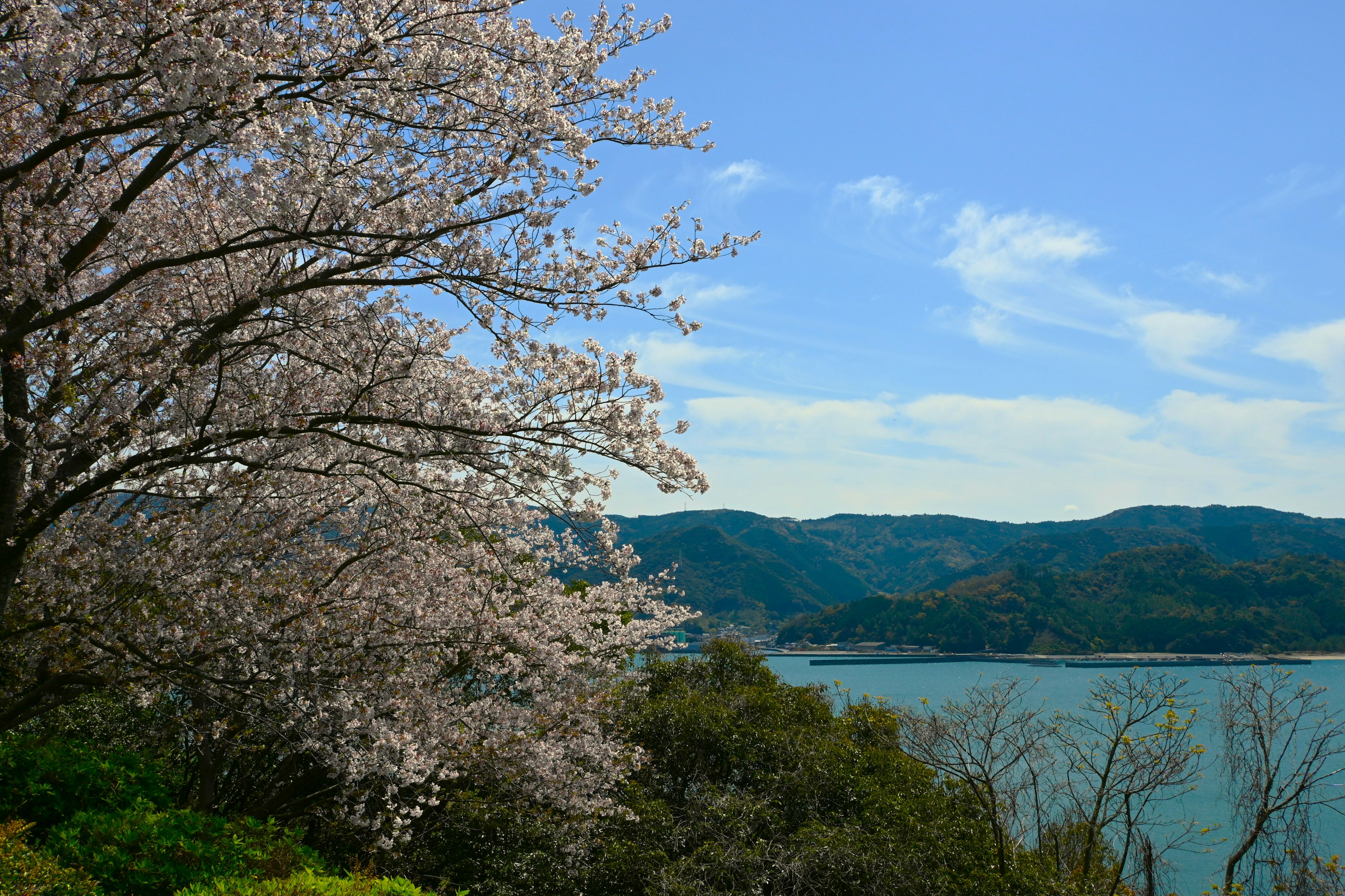 Hermosa vista costera con un árbol de cerezo en flor