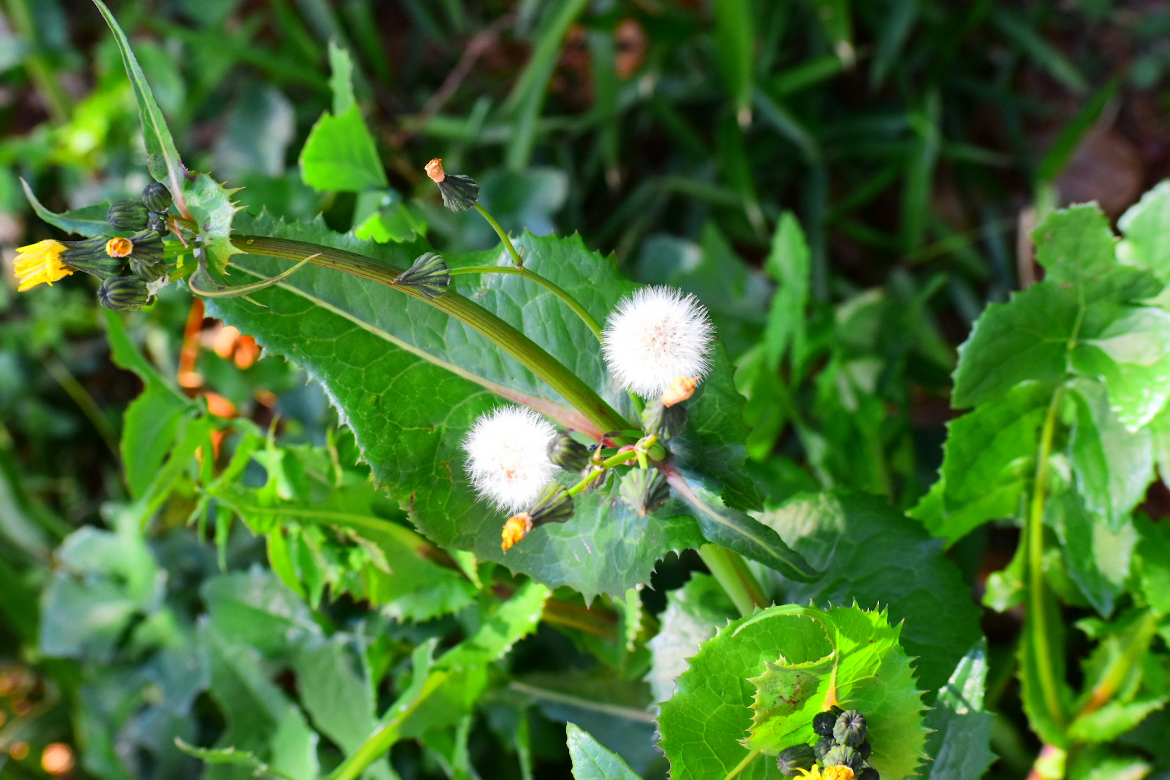 Weiße flauschige Blumen blühen im grünen Gras