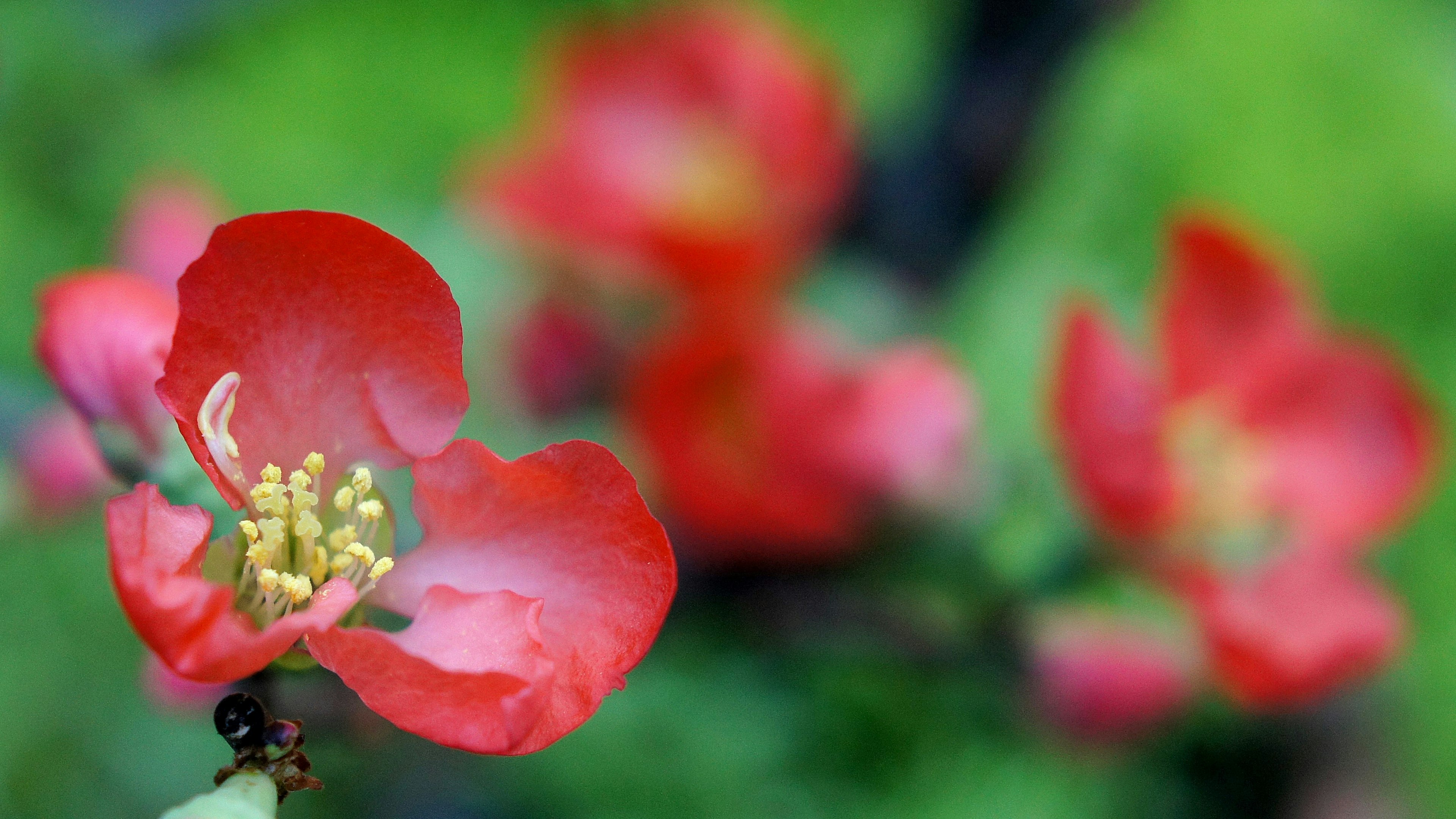 Gros plan de fleurs rouges avec un fond vert flou