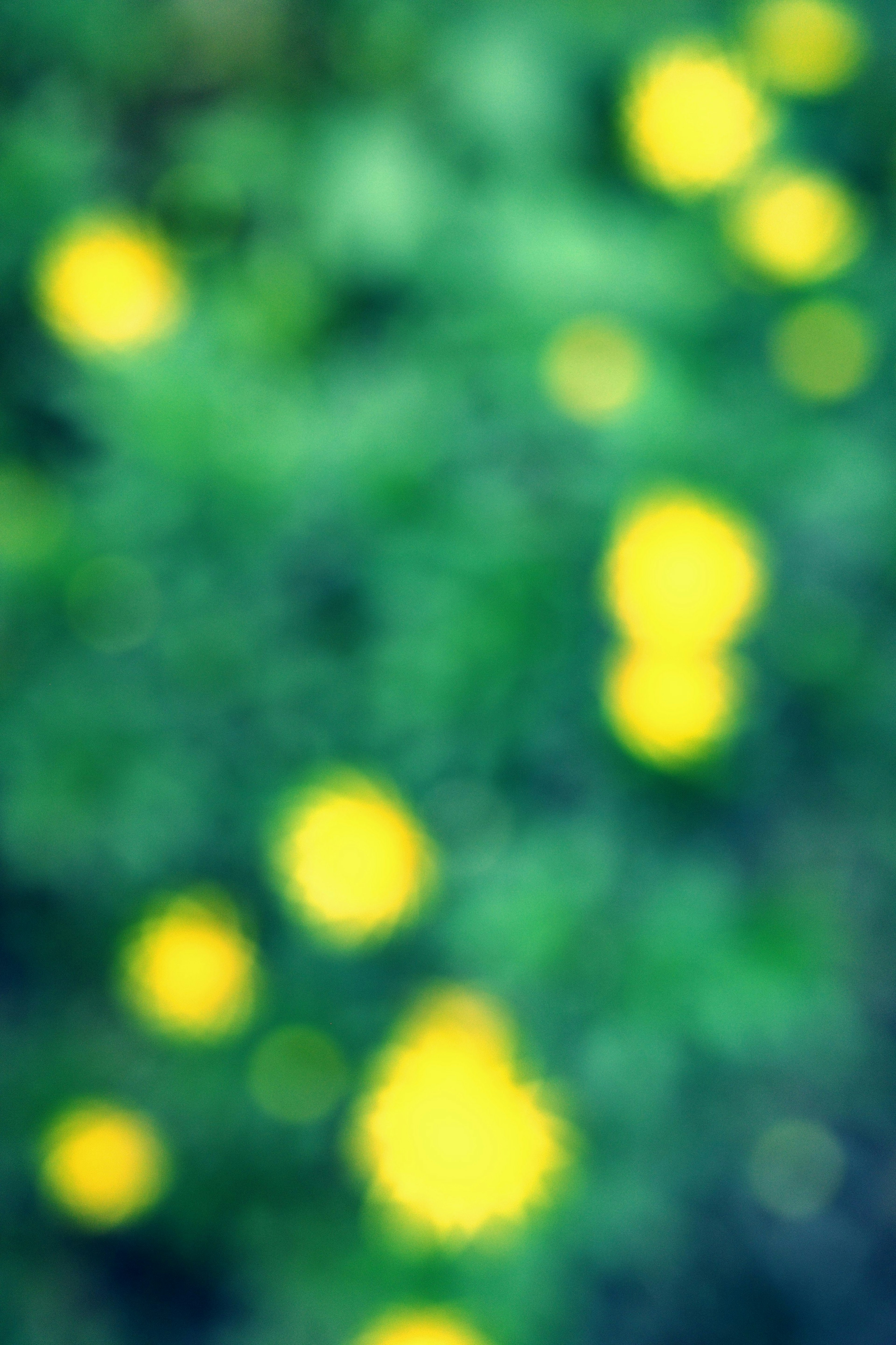 Blurred yellow flowers scattered against a green background