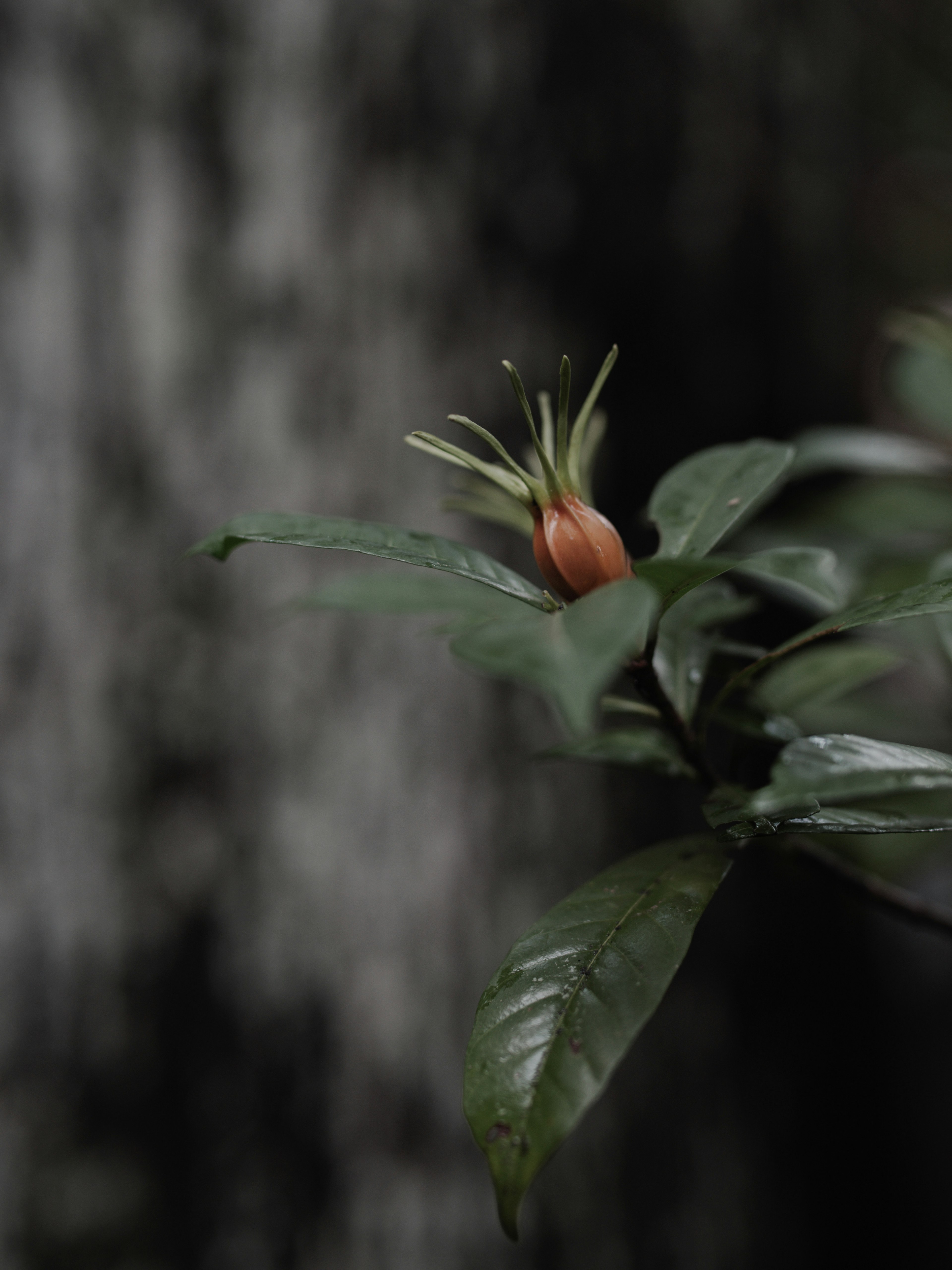 深綠色葉子間的橙色花蕾和細長花瓣