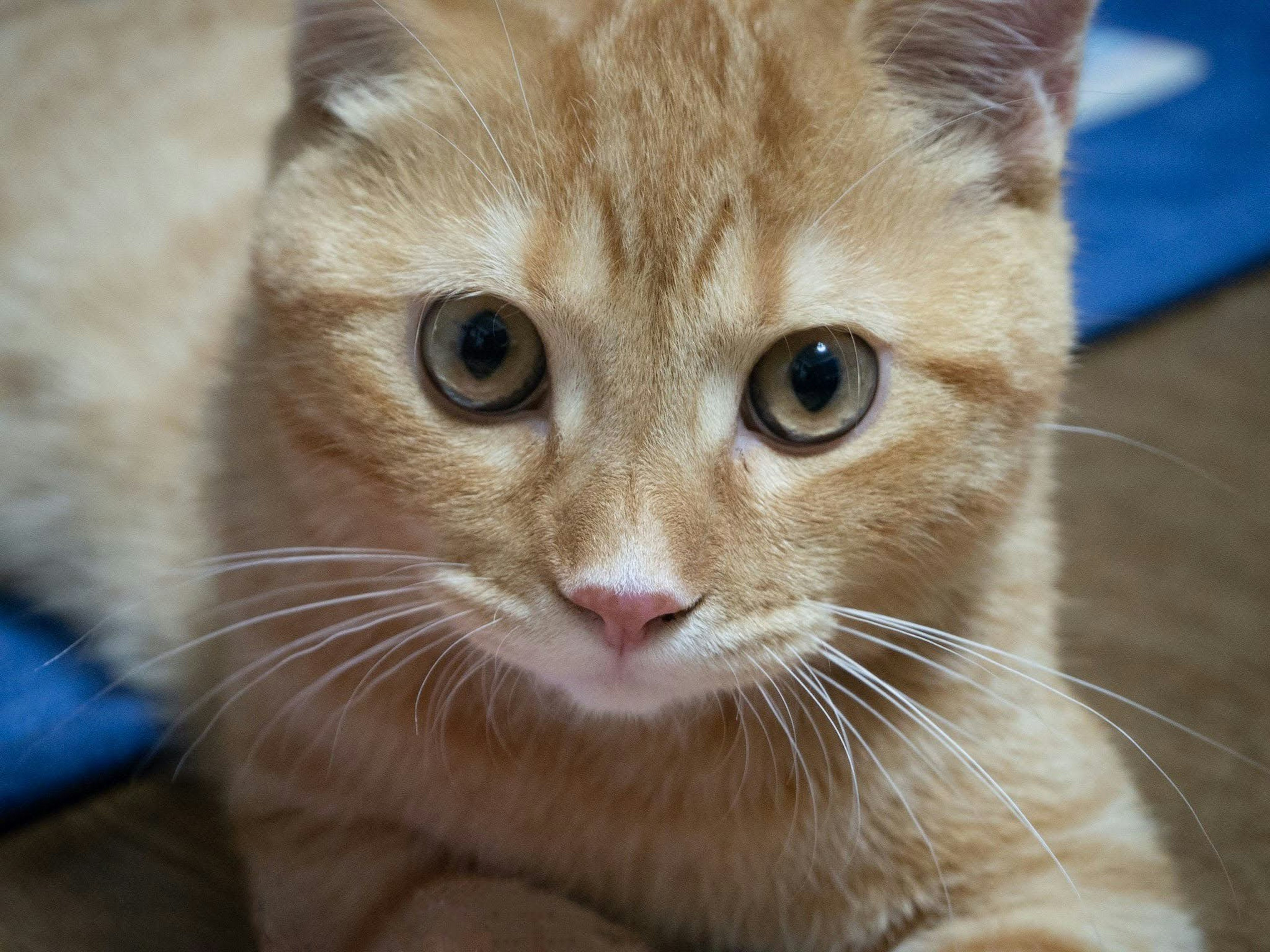 Close-up of a cat with orange fur and striking eyes