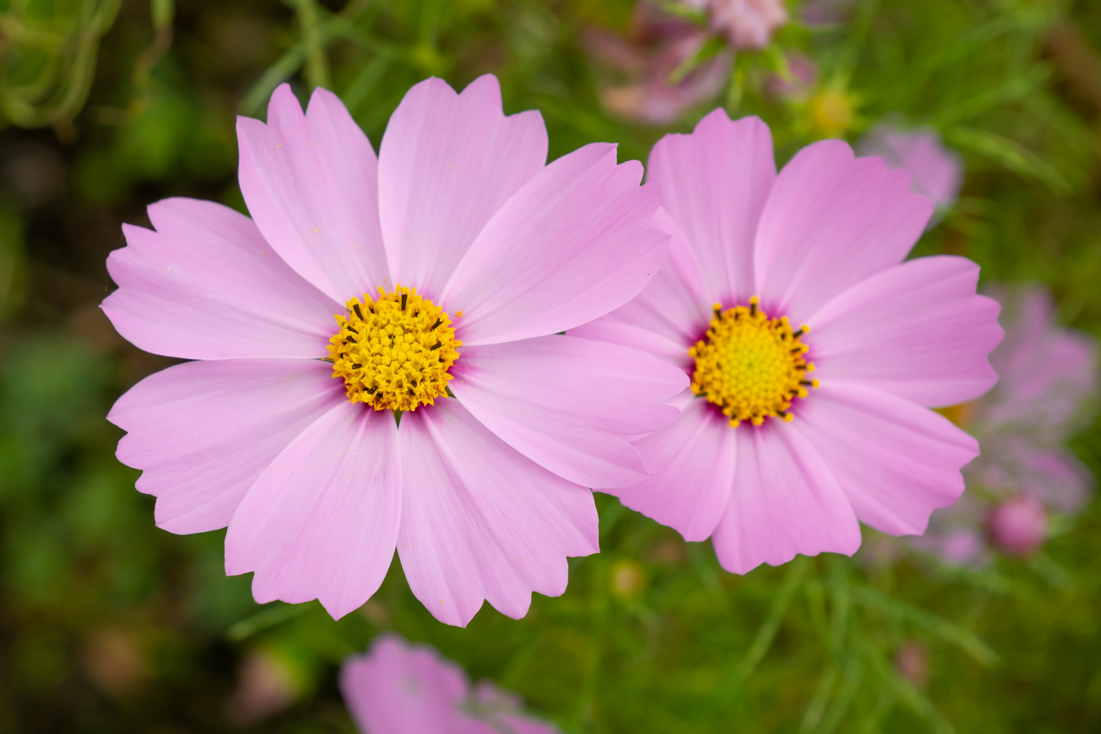 二つのピンクのコスモスの花と黄色の中心