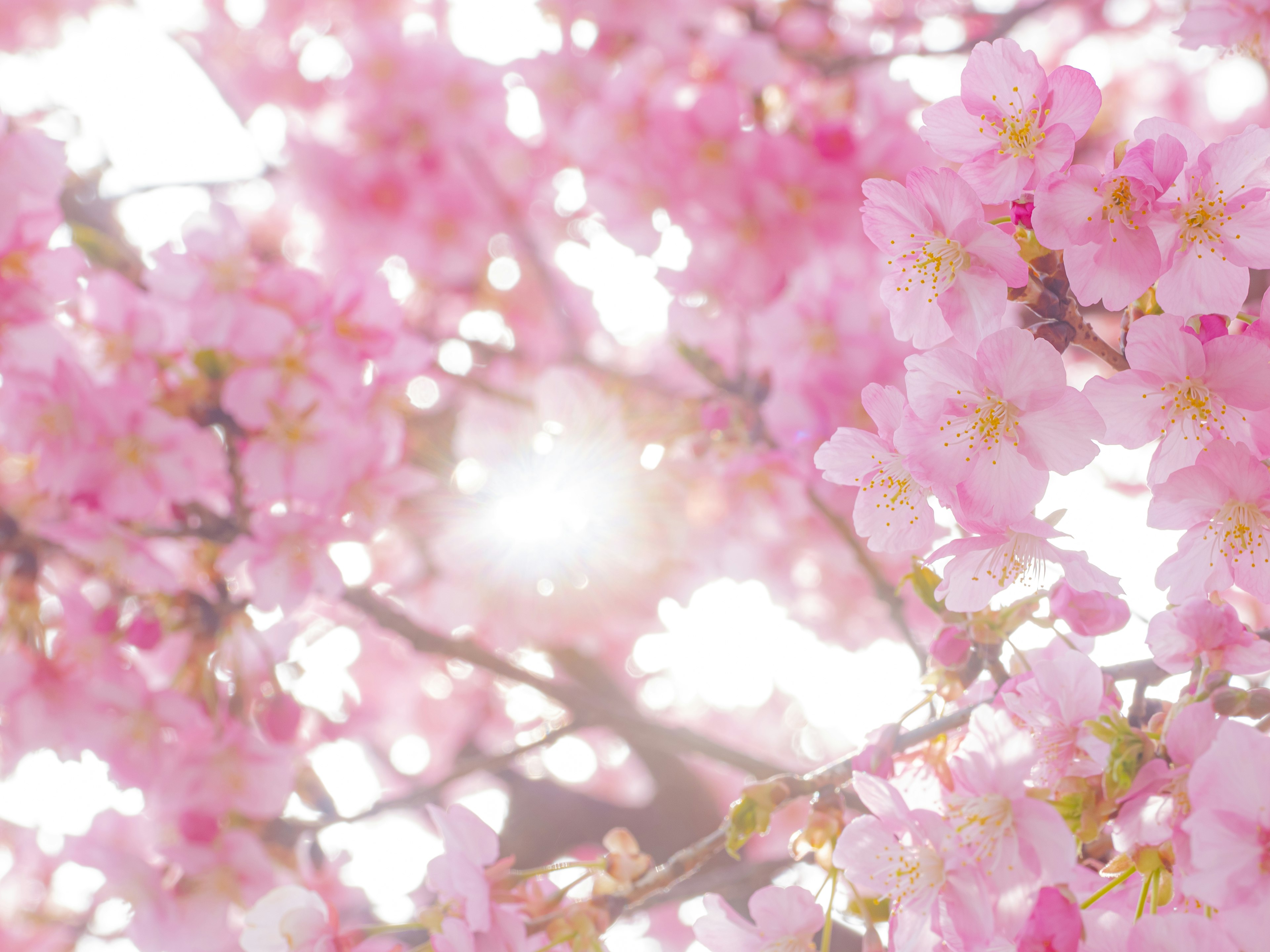 Blooming cherry blossoms in soft pink surrounded by gentle light