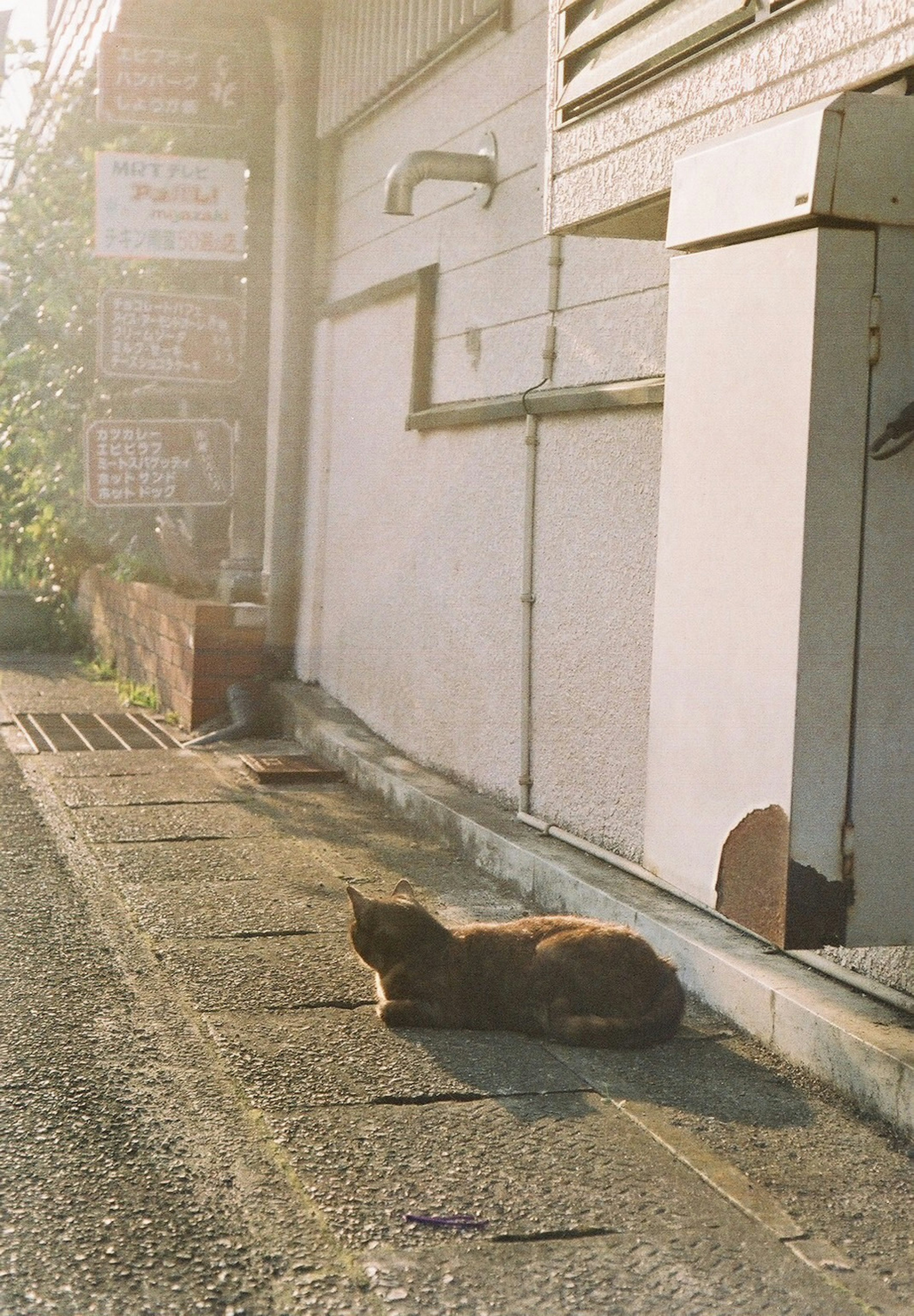 A cat lying in the sunlight on a street