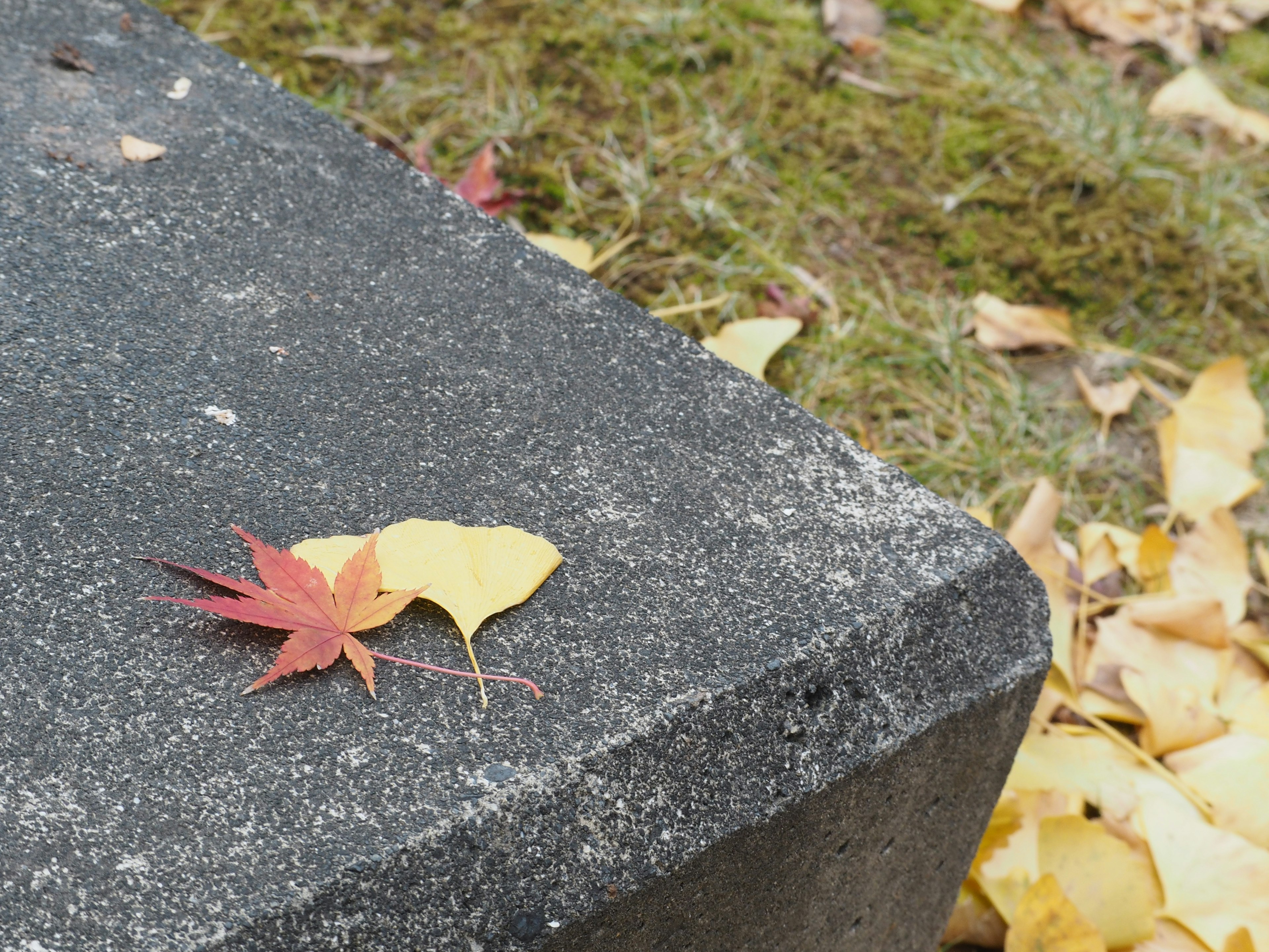 Hojas de otoño sobre una piedra con una hoja roja y una hoja amarilla