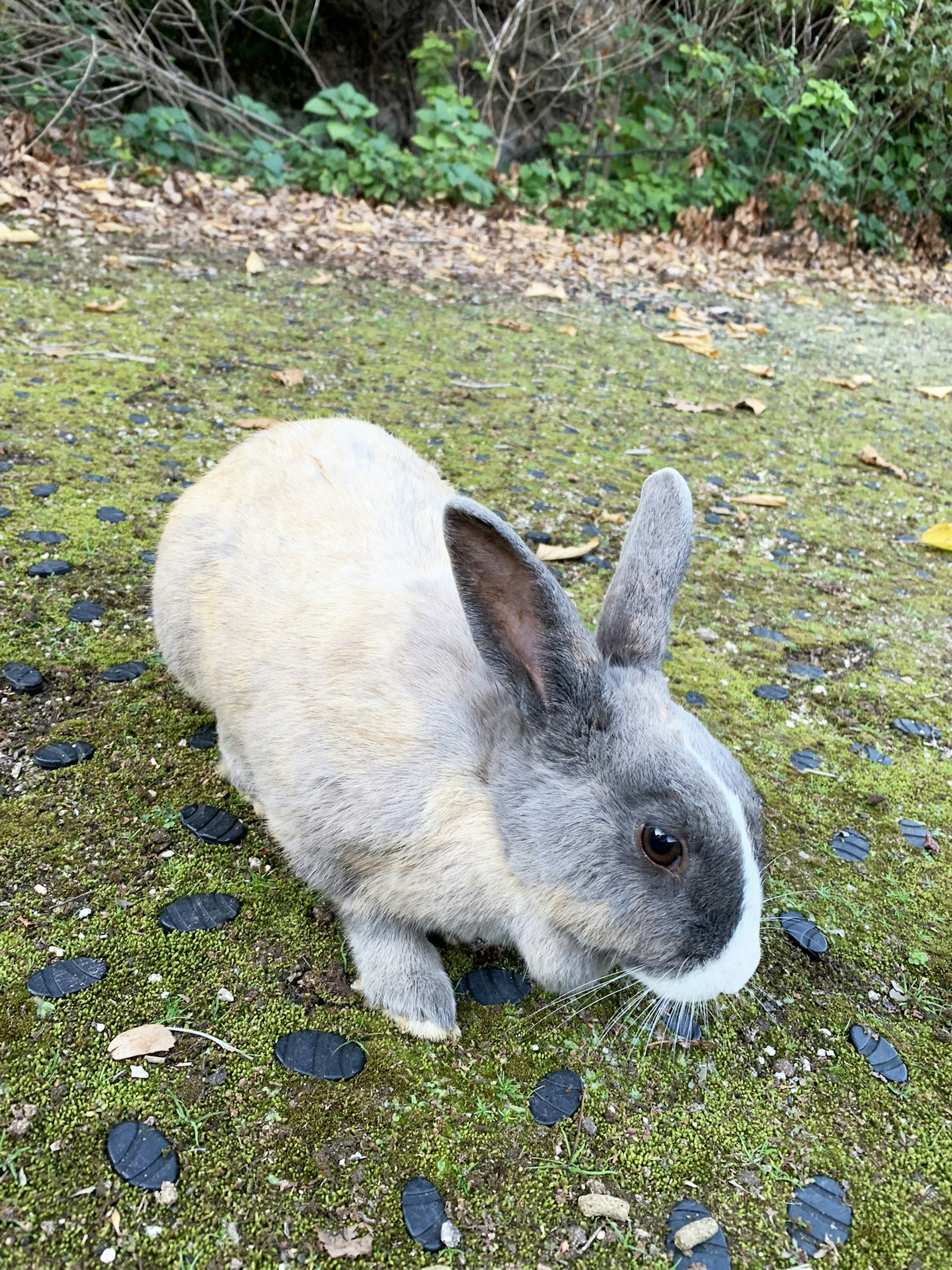 Grauer und weißer Hase sitzt auf grünem Gras