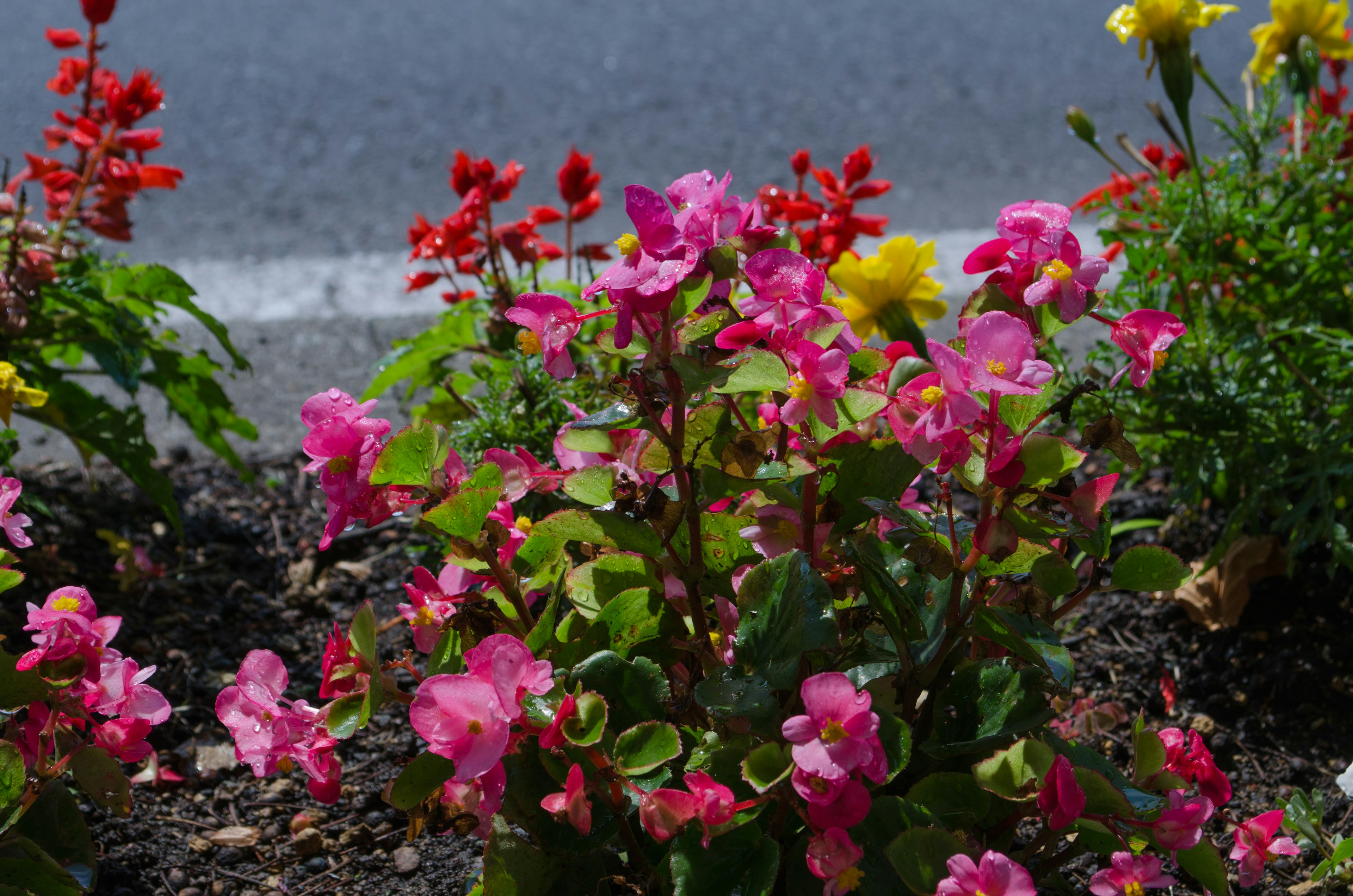 Bunte Blumen blühen in einem Gartenbereich