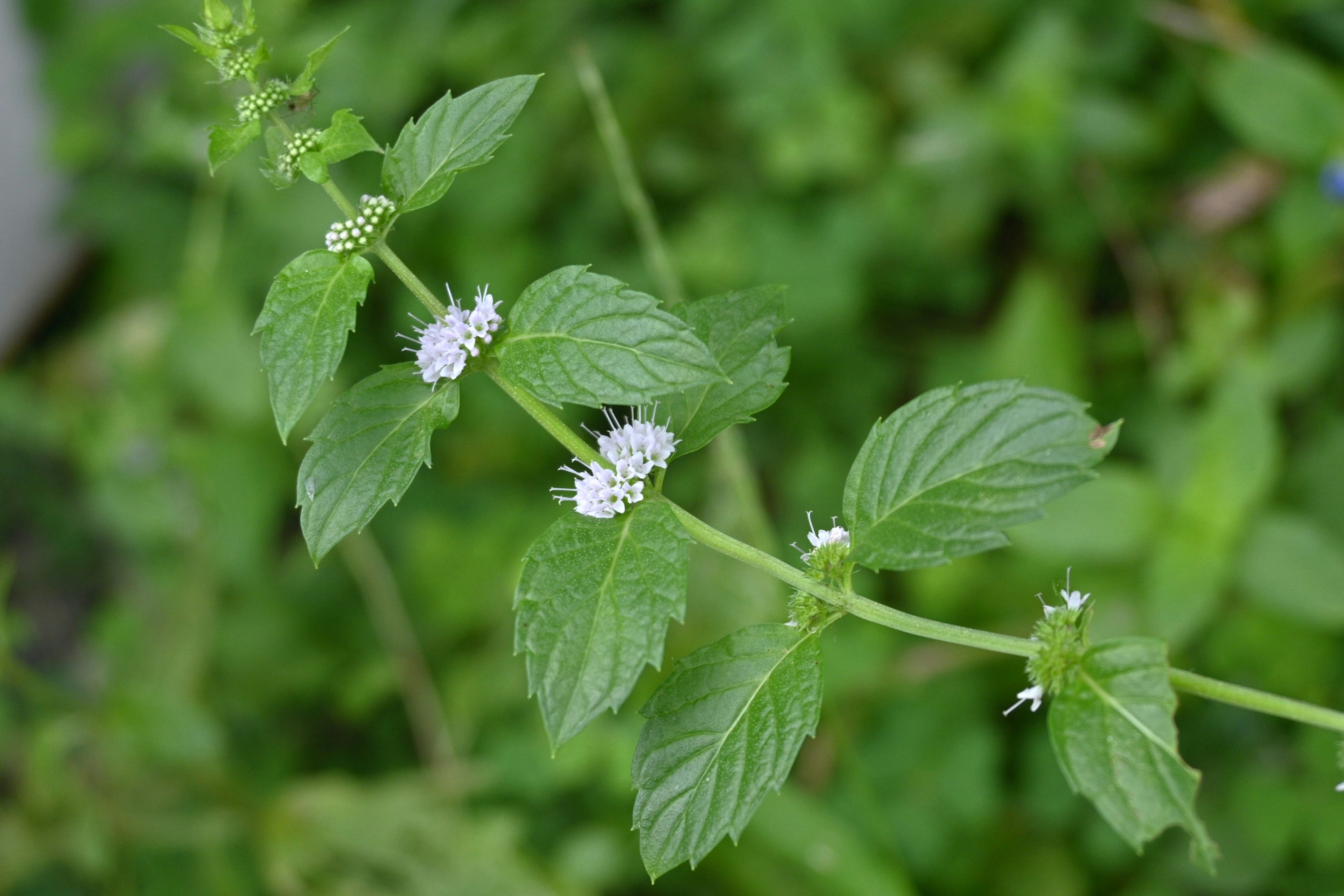 Acercamiento de una planta de menta con flores blancas sobre fondo verde