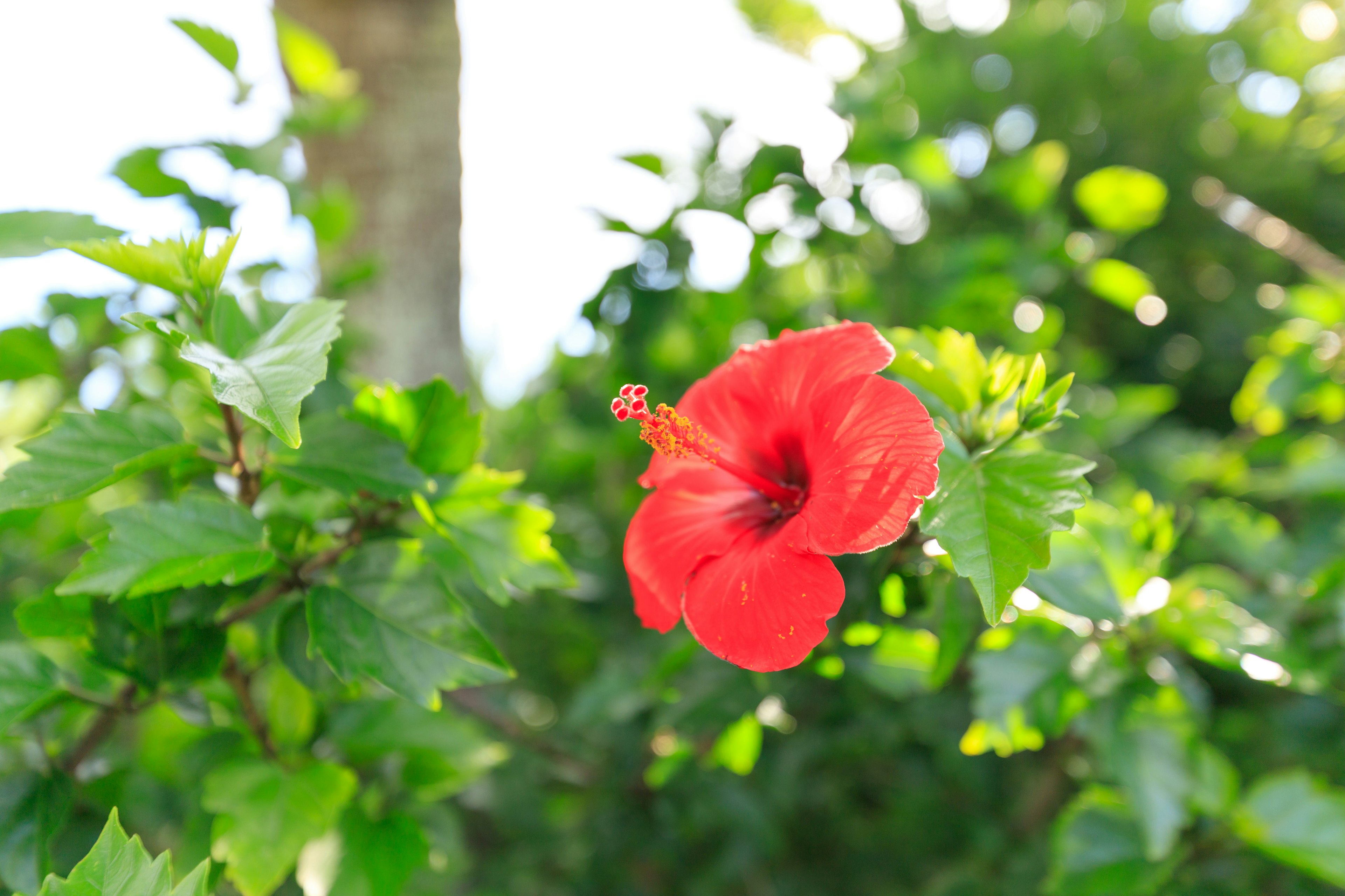 赤いハイビスカスの花と緑の葉