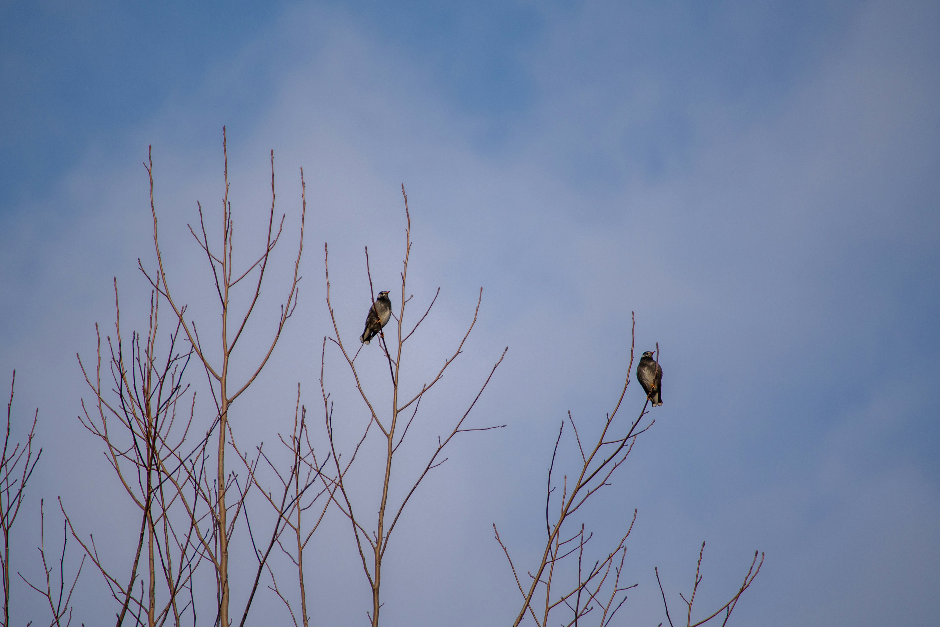 青空に映える木の枝に止まる二羽の鳥