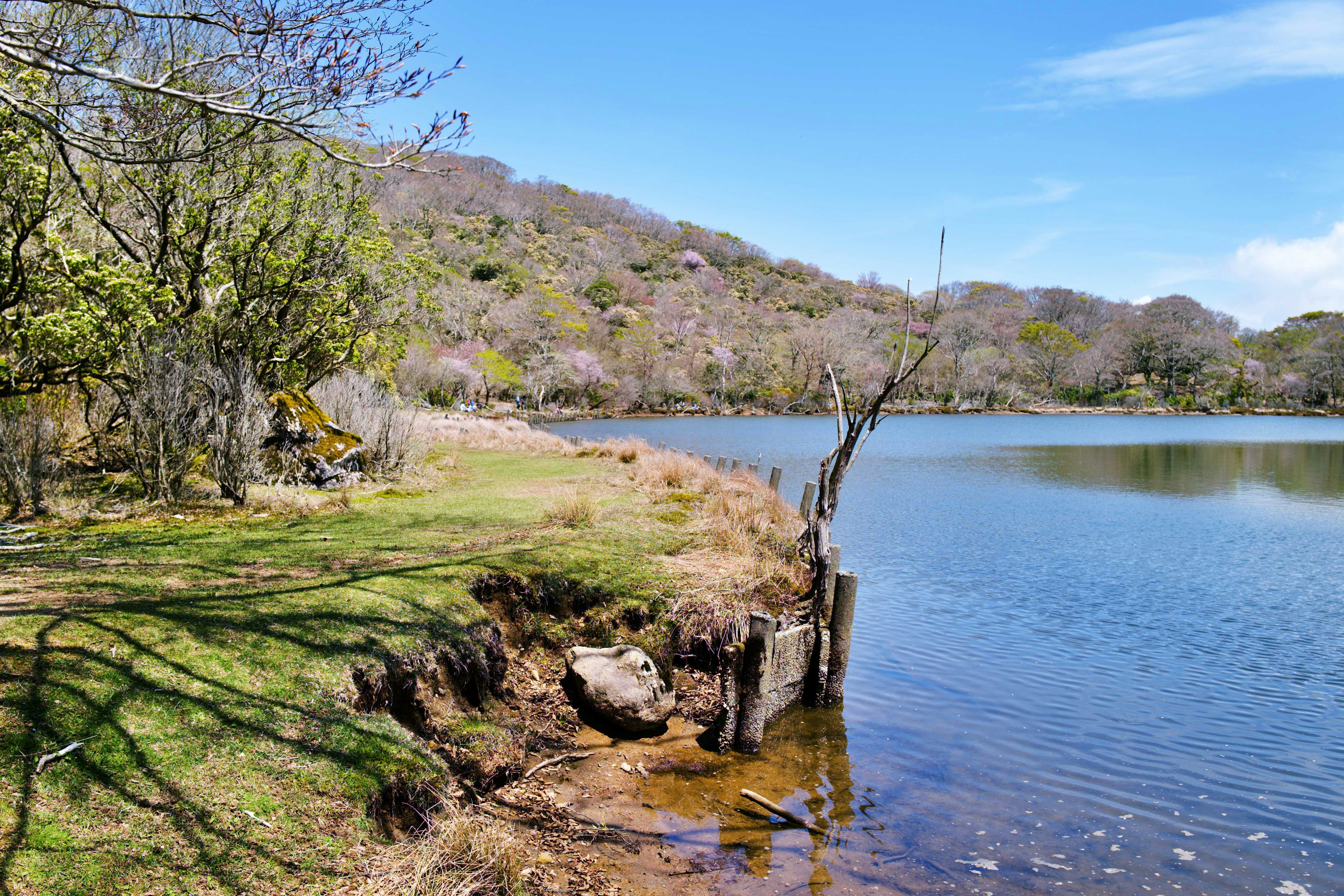 穏やかな湖の風景と緑の草地