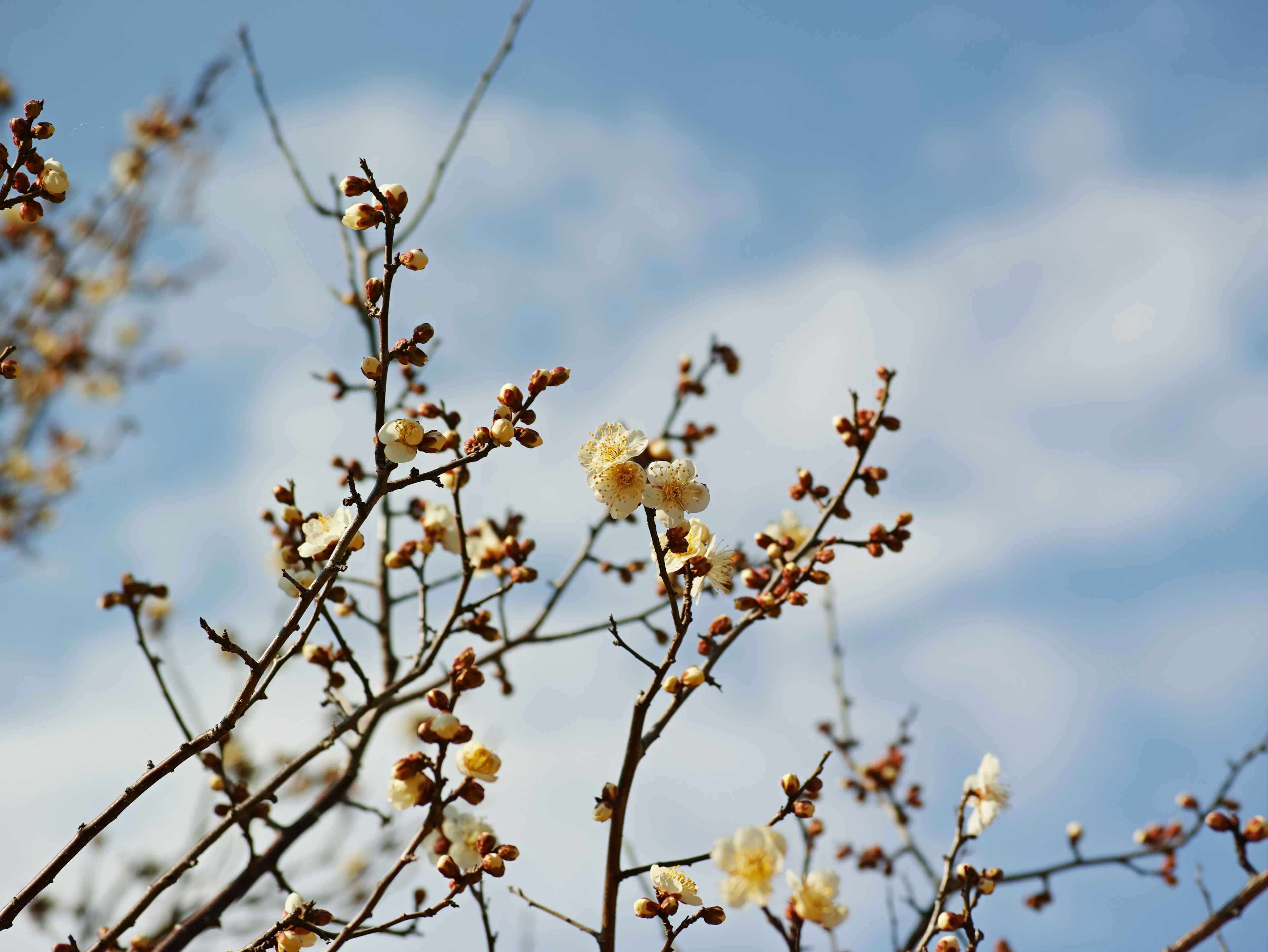 Rami con fiori bianchi e gemme contro un cielo blu