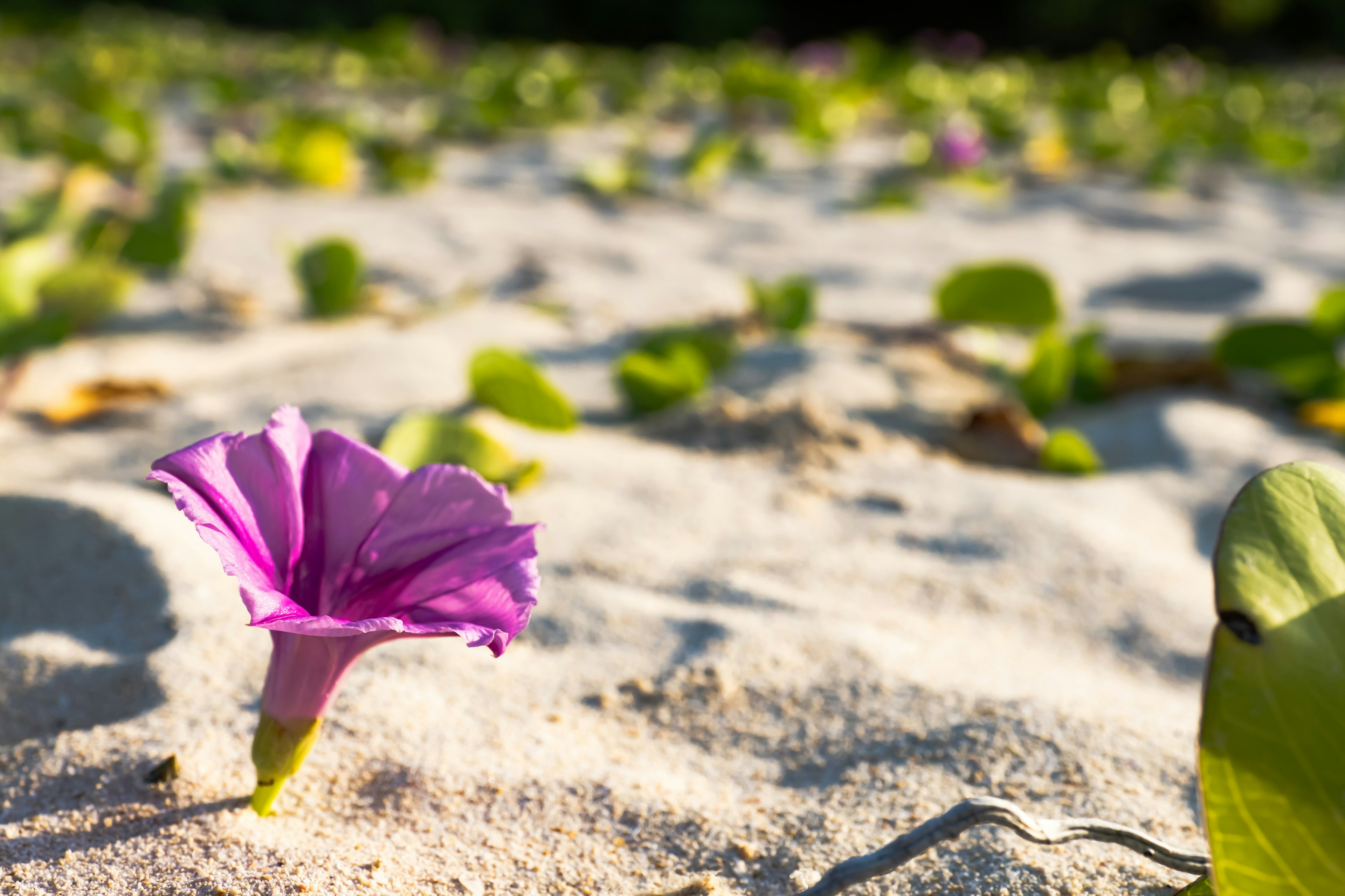 Primer plano de una flor morada en una playa de arena con hojas verdes al fondo