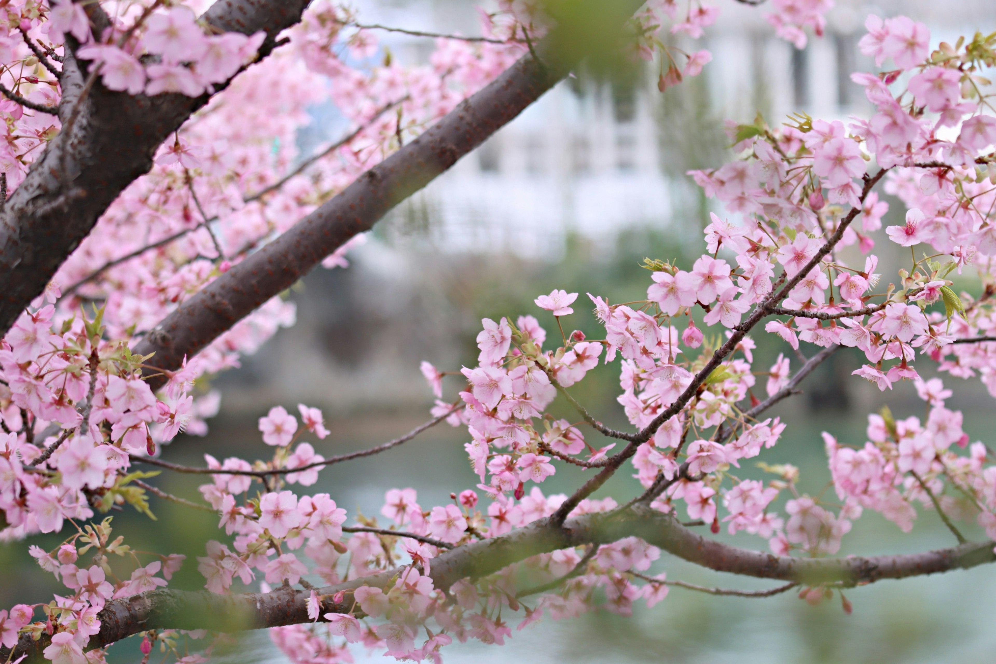 樱花树枝的特写，粉色花朵盛开