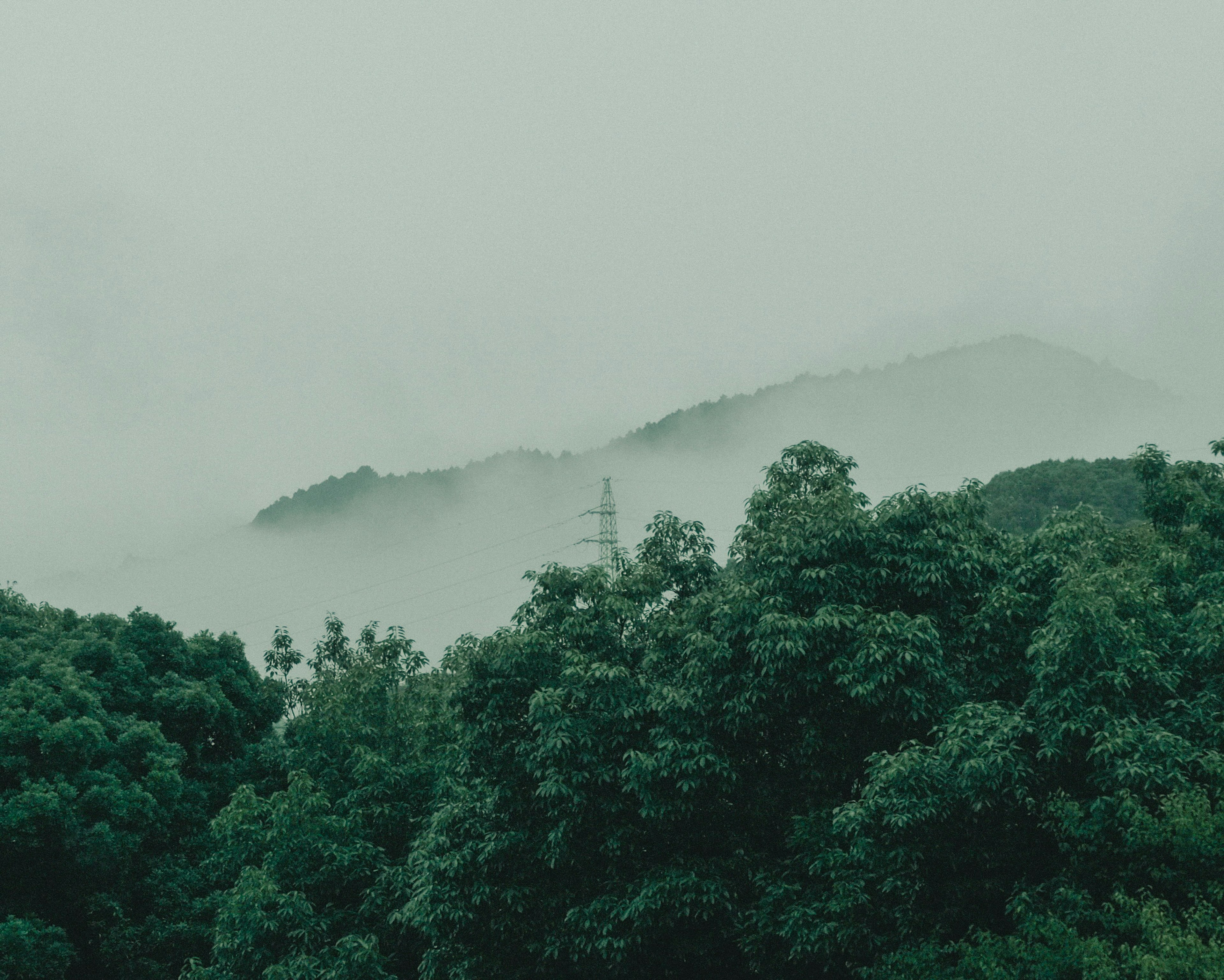 霧に包まれた山々と緑の木々の風景