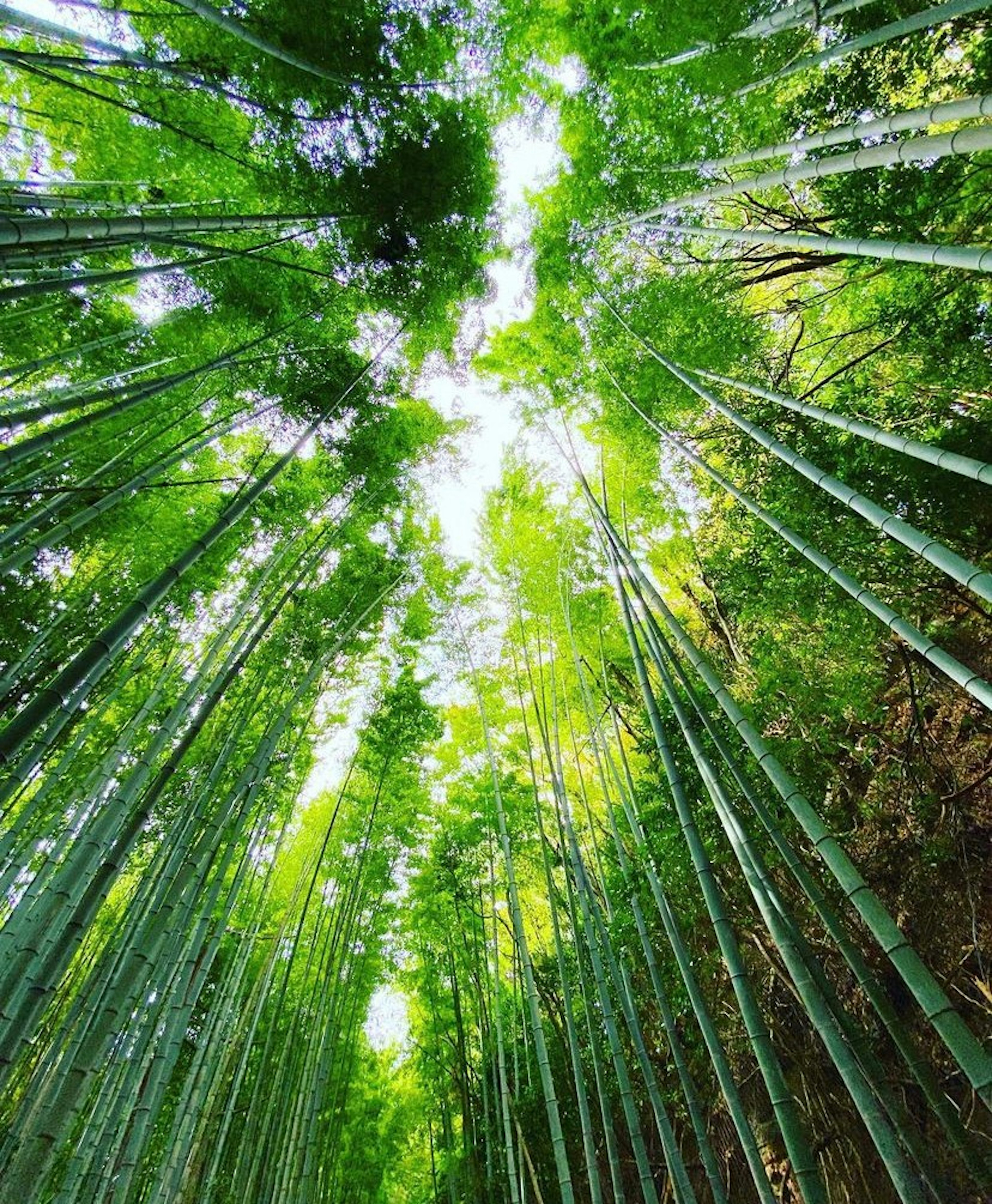 View looking up in a bamboo forest with vibrant green leaves and tall stalks