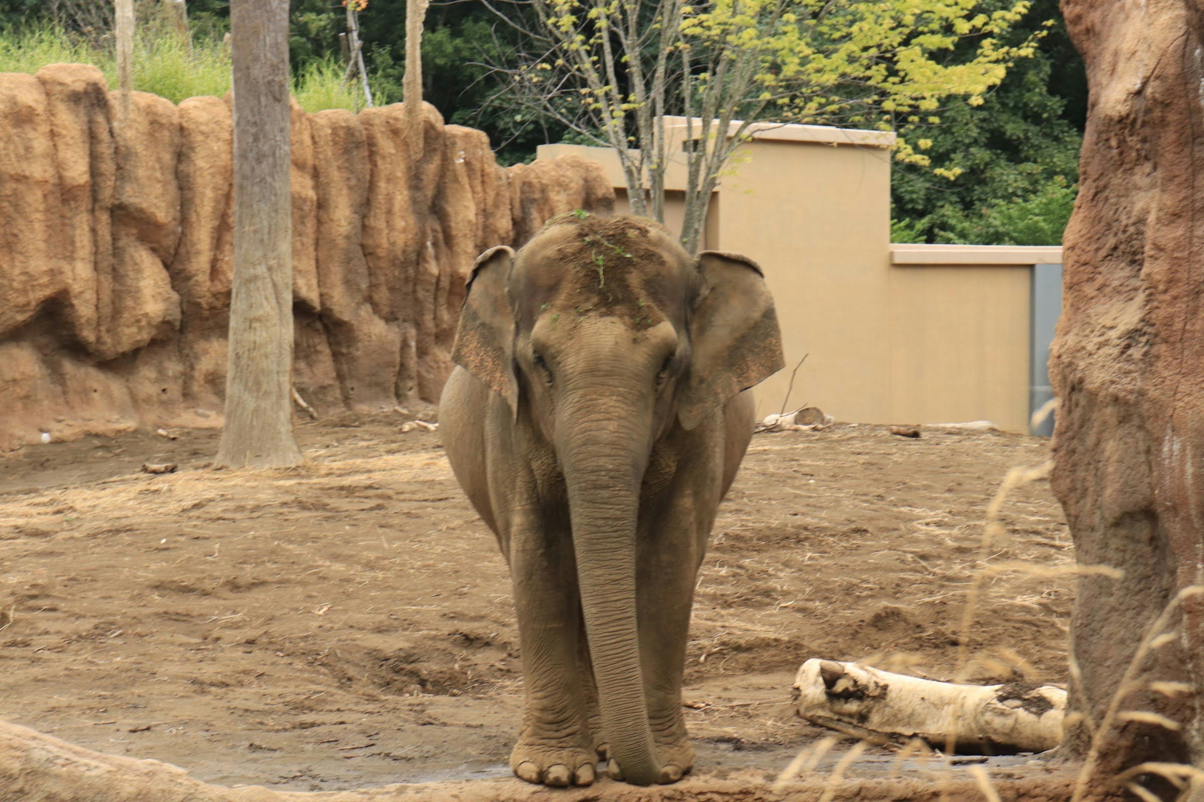 Elefante asiatico in piedi in un recinto dello zoo