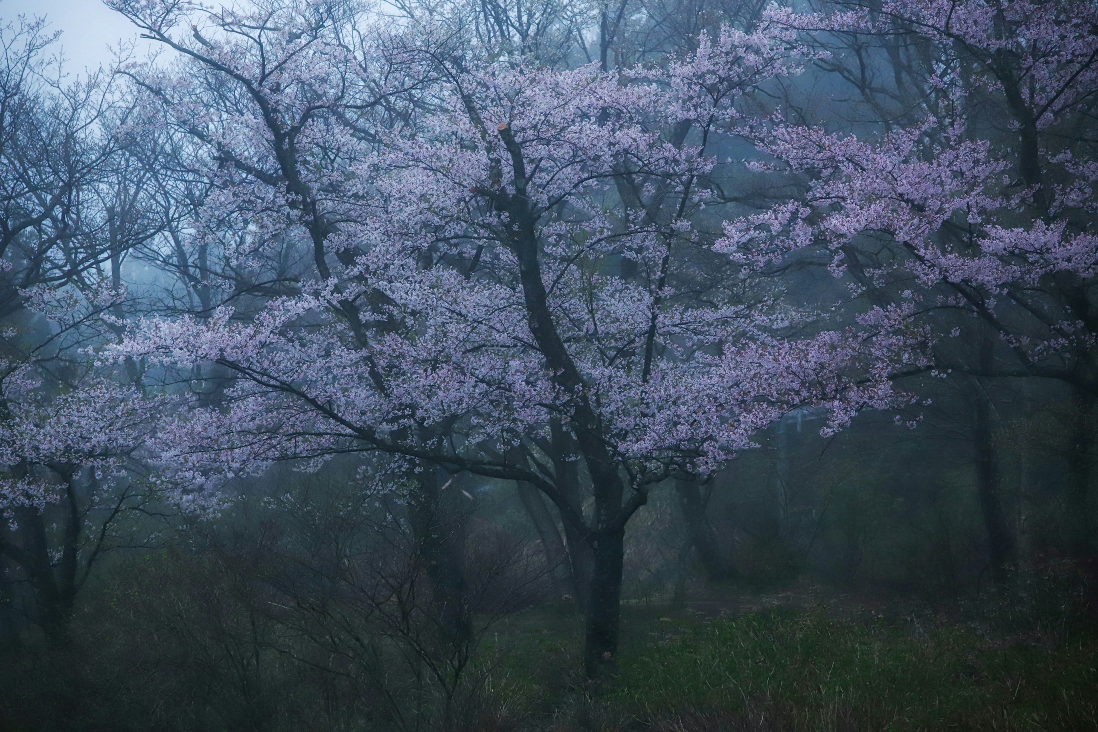 霧の中に咲く桜の木と淡いピンクの花