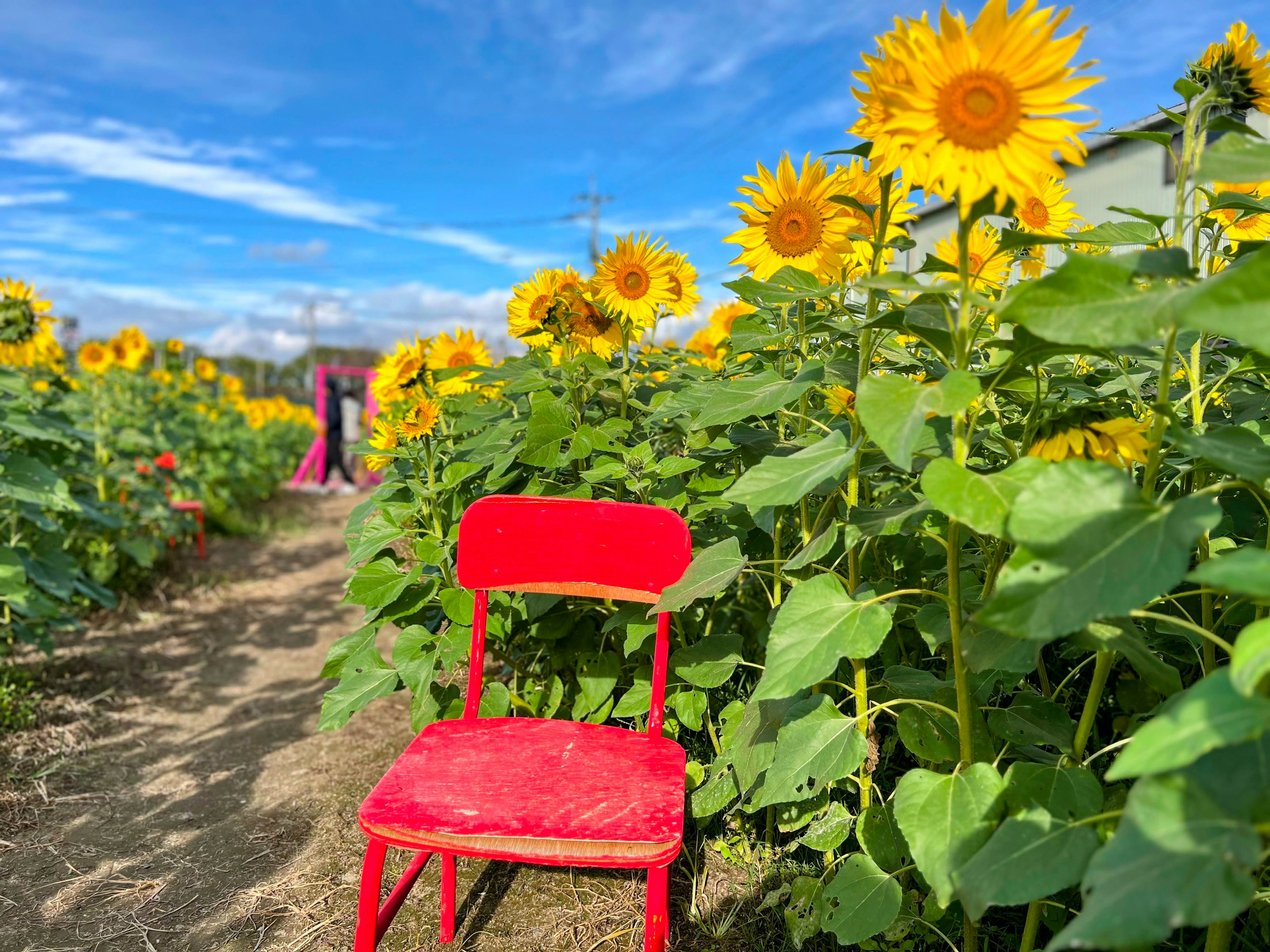 Silla roja entre girasoles en flor