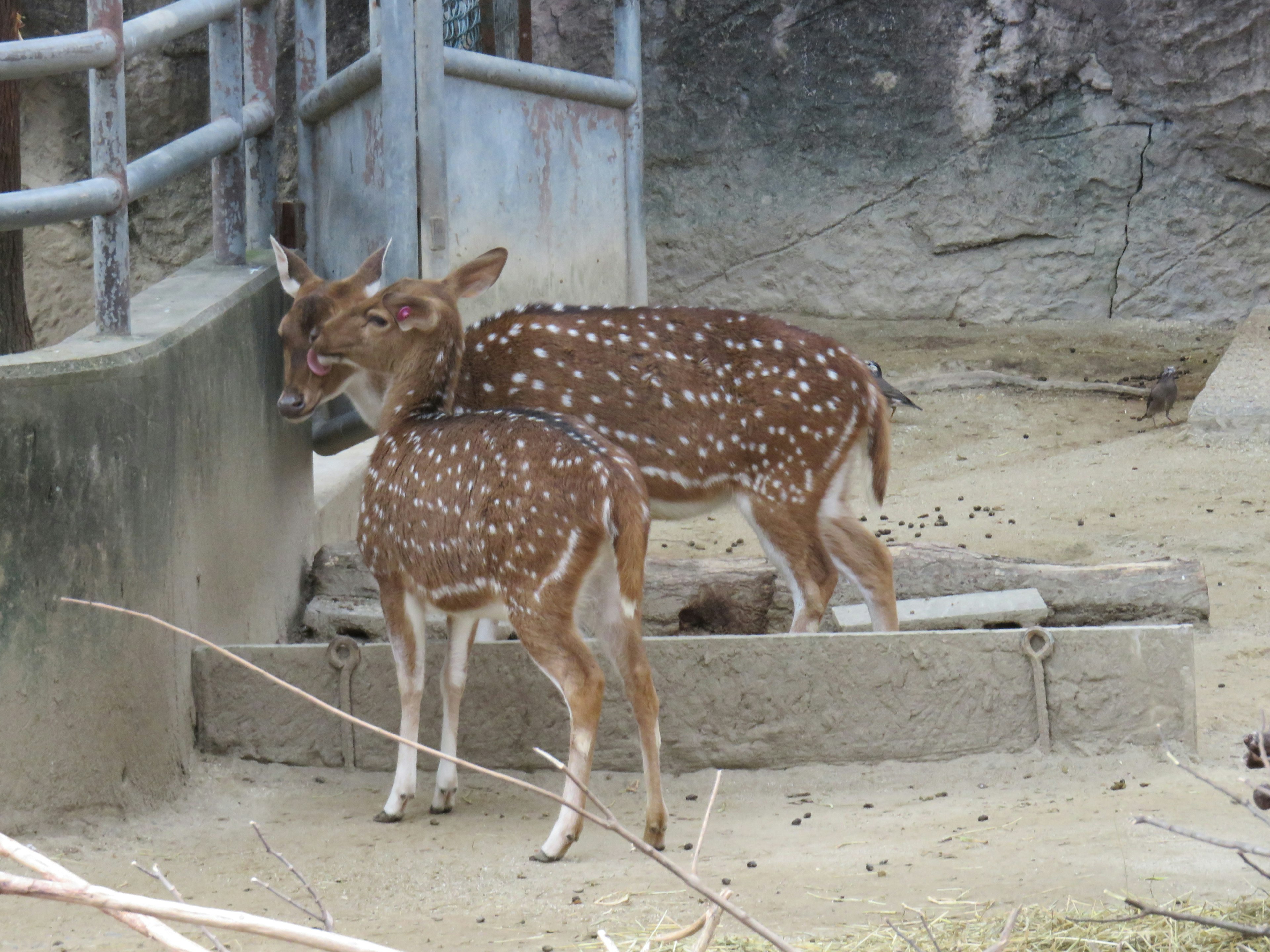 Zwei gefleckte Rehe stehen in einem sandigen Bereich neben einem Zaun