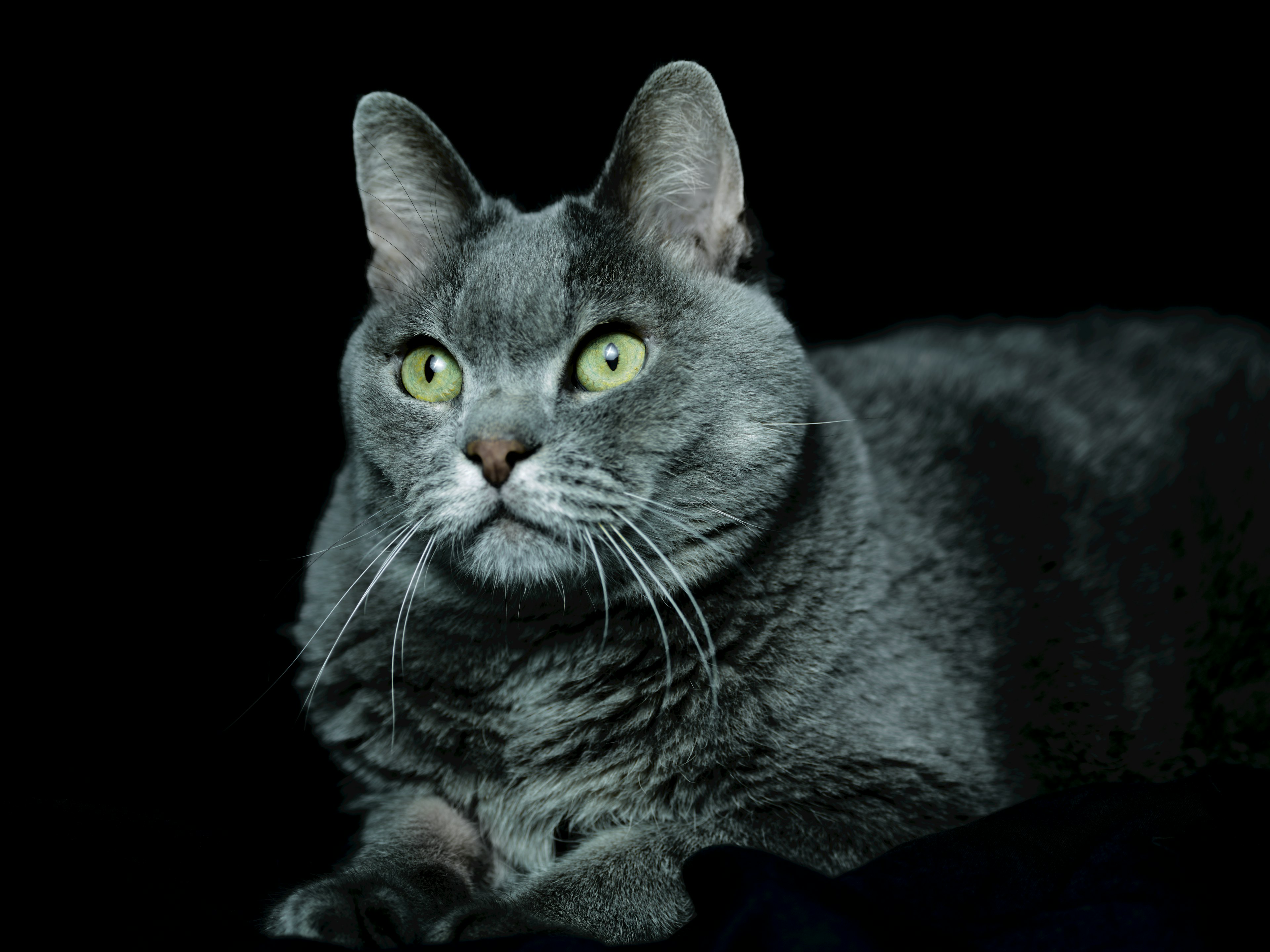 Close-up of a gray cat lying against a black background