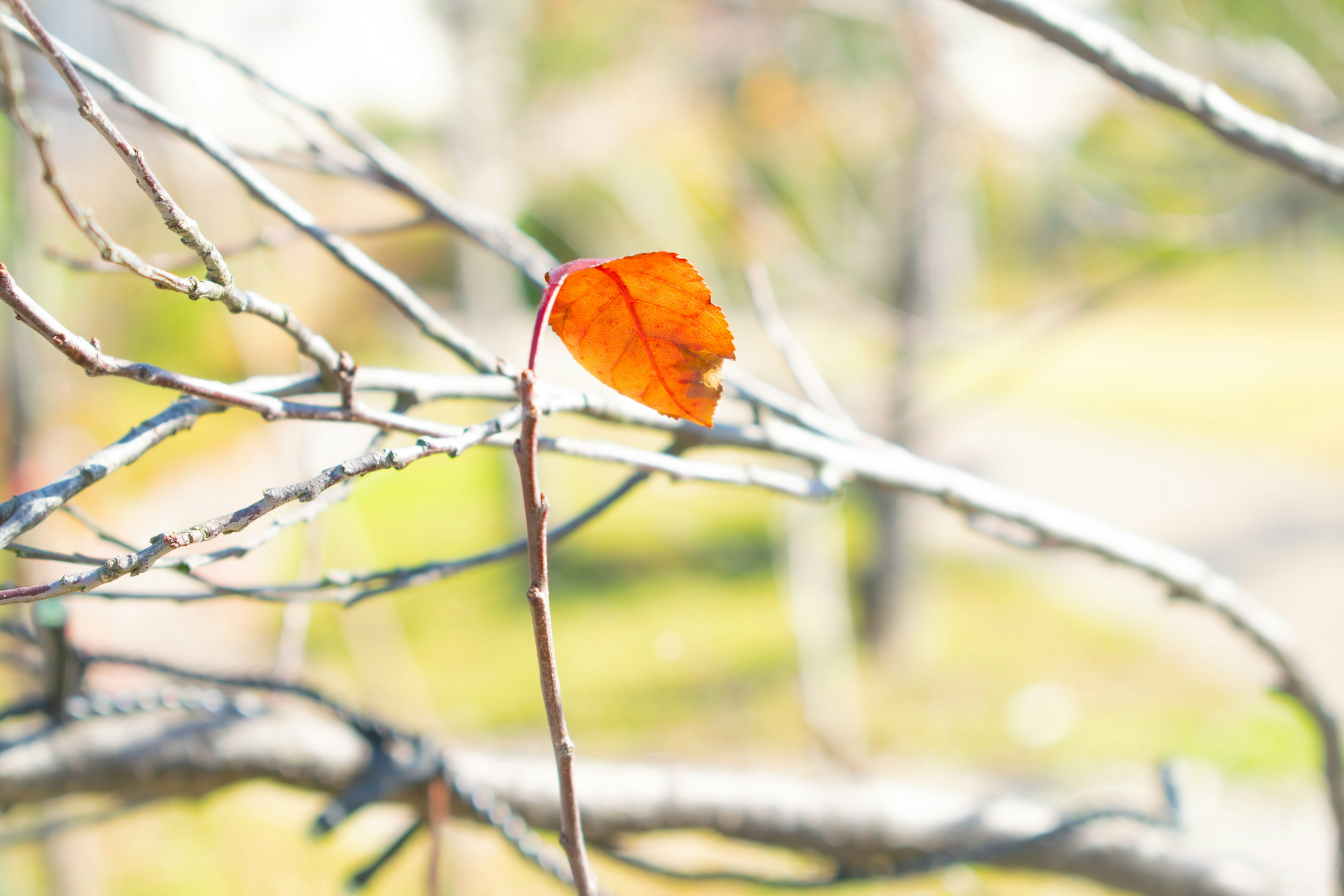 Ein einzelnes orangefarbenes Blatt an einem kahlen Ast