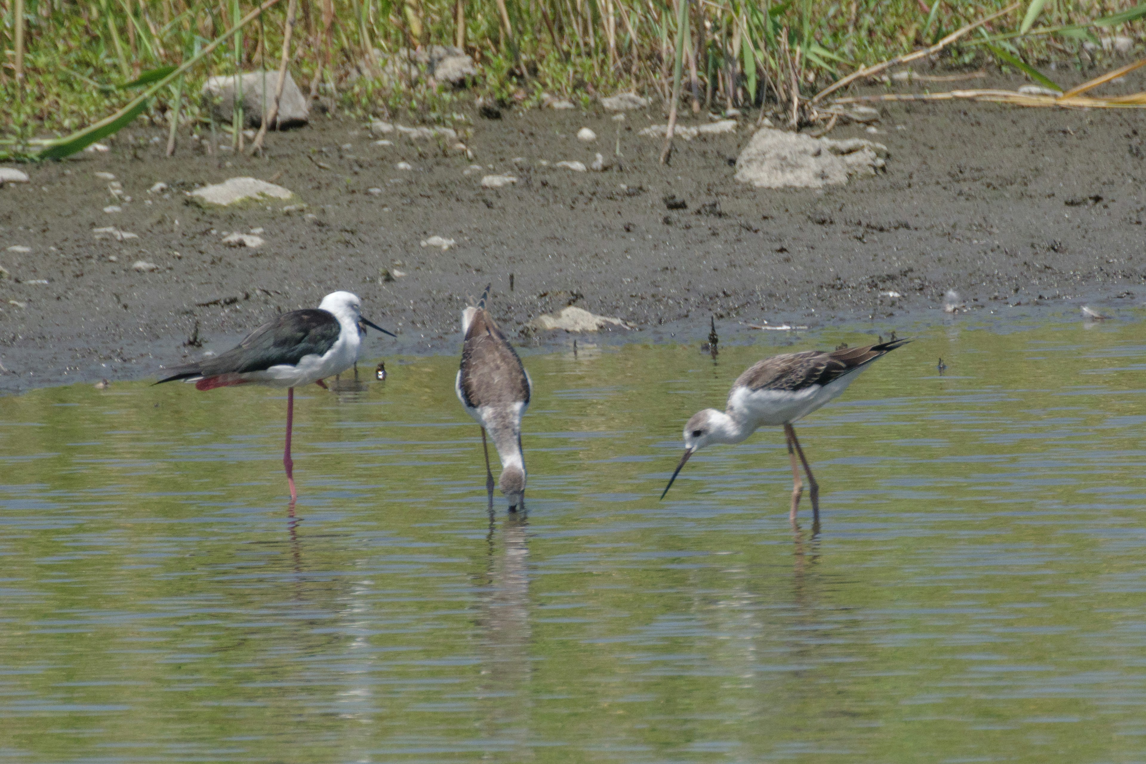 Tres aves buscando alimento en aguas poco profundas