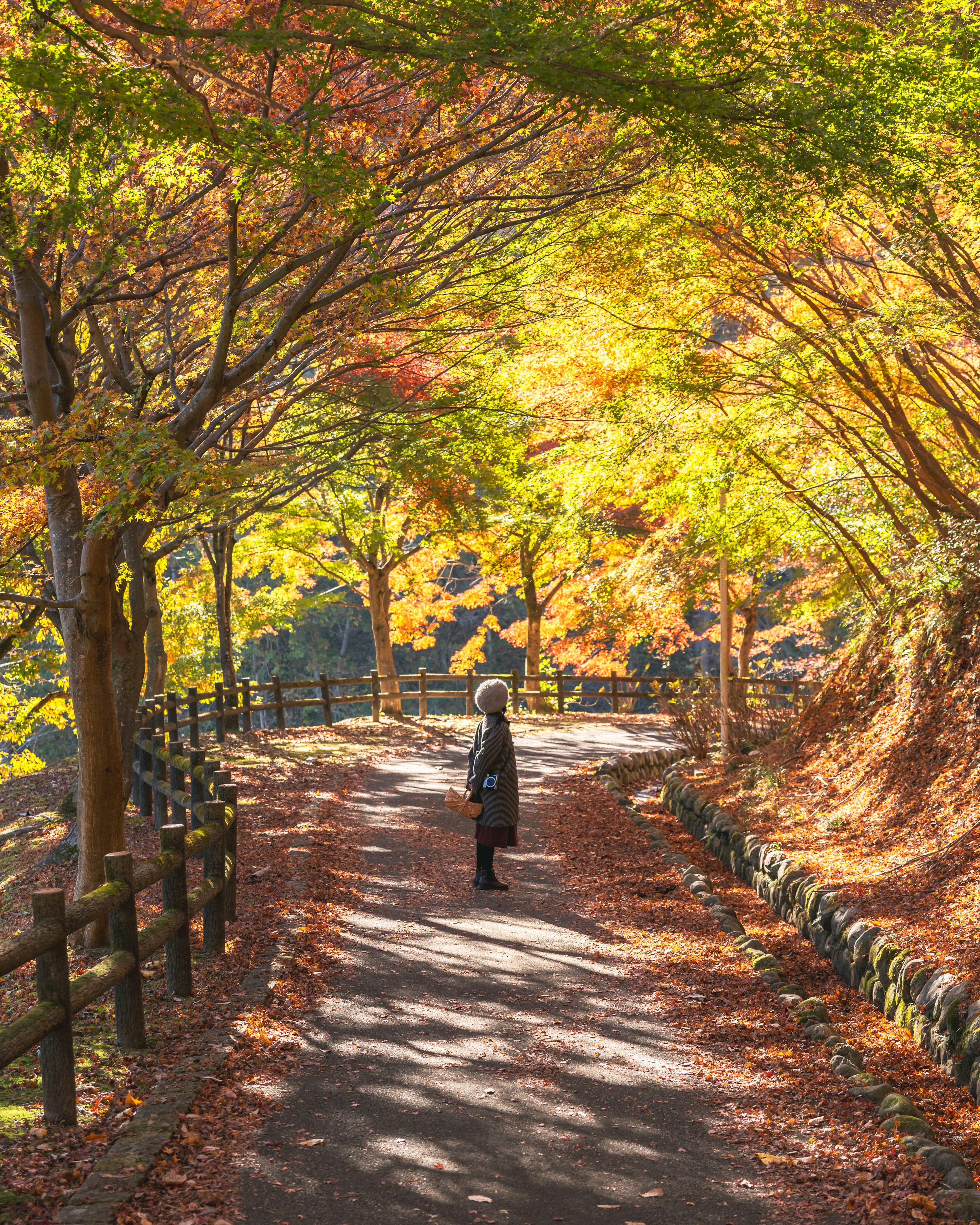 秋の色に染まった木々のトンネルを歩く女性