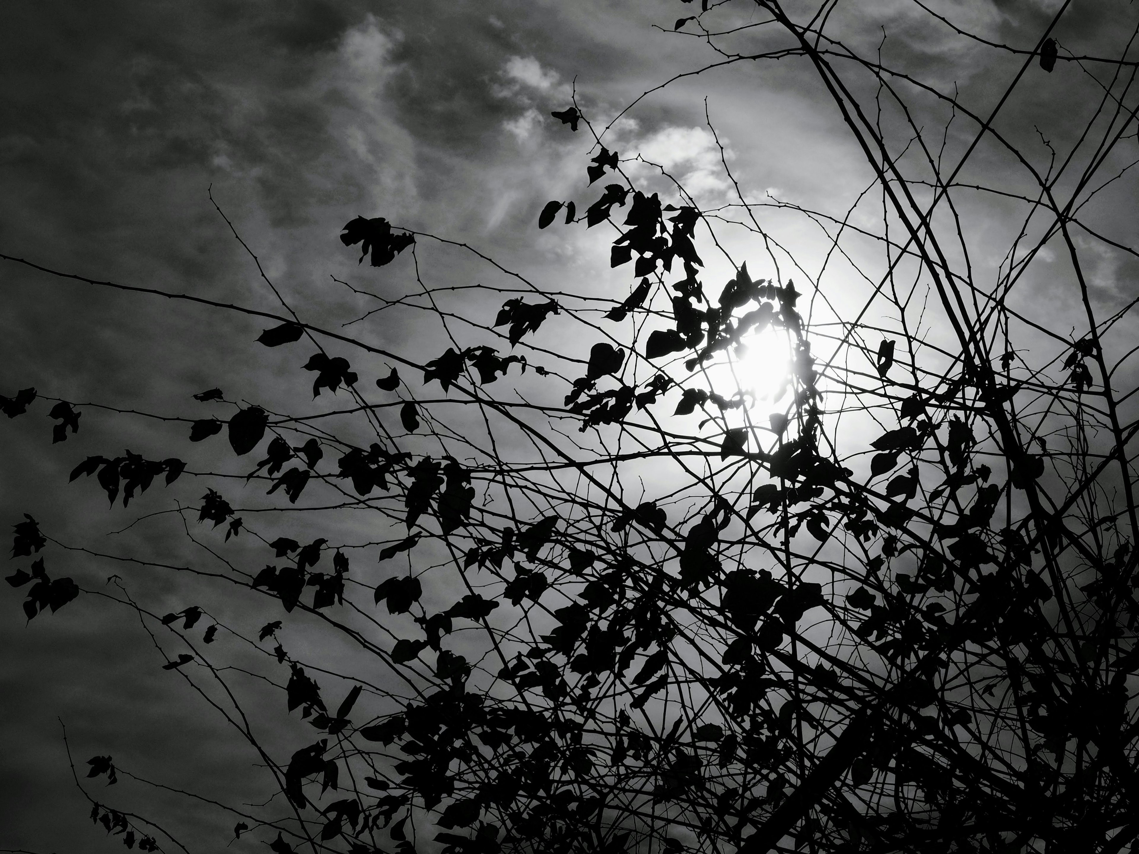 Silhouette de feuilles contre le soleil dans un paysage monochrome