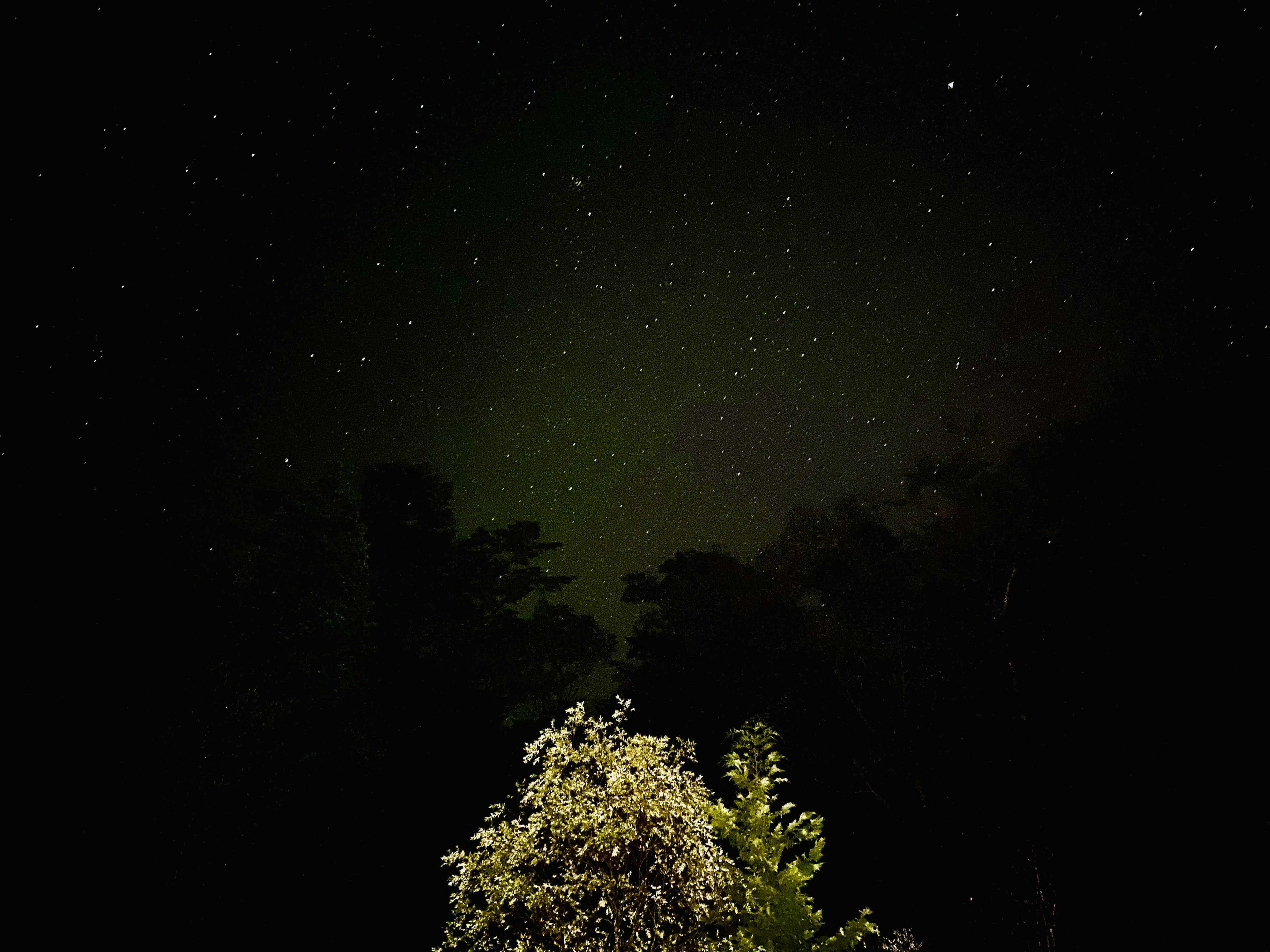 Scène nocturne avec des arbres et une plante à fleurs sous un ciel étoilé