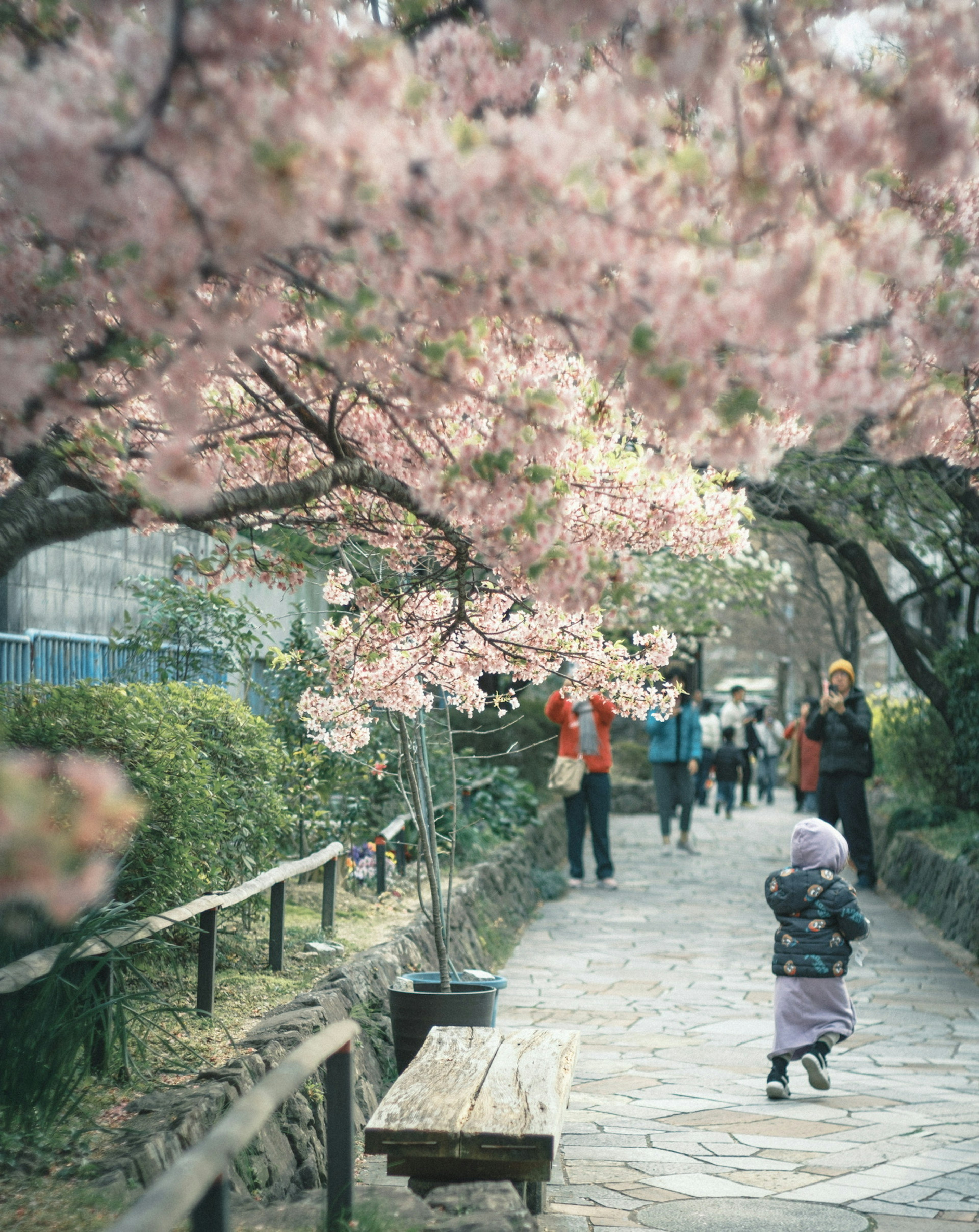 桜の木が咲く小道を歩く子供と人々の風景