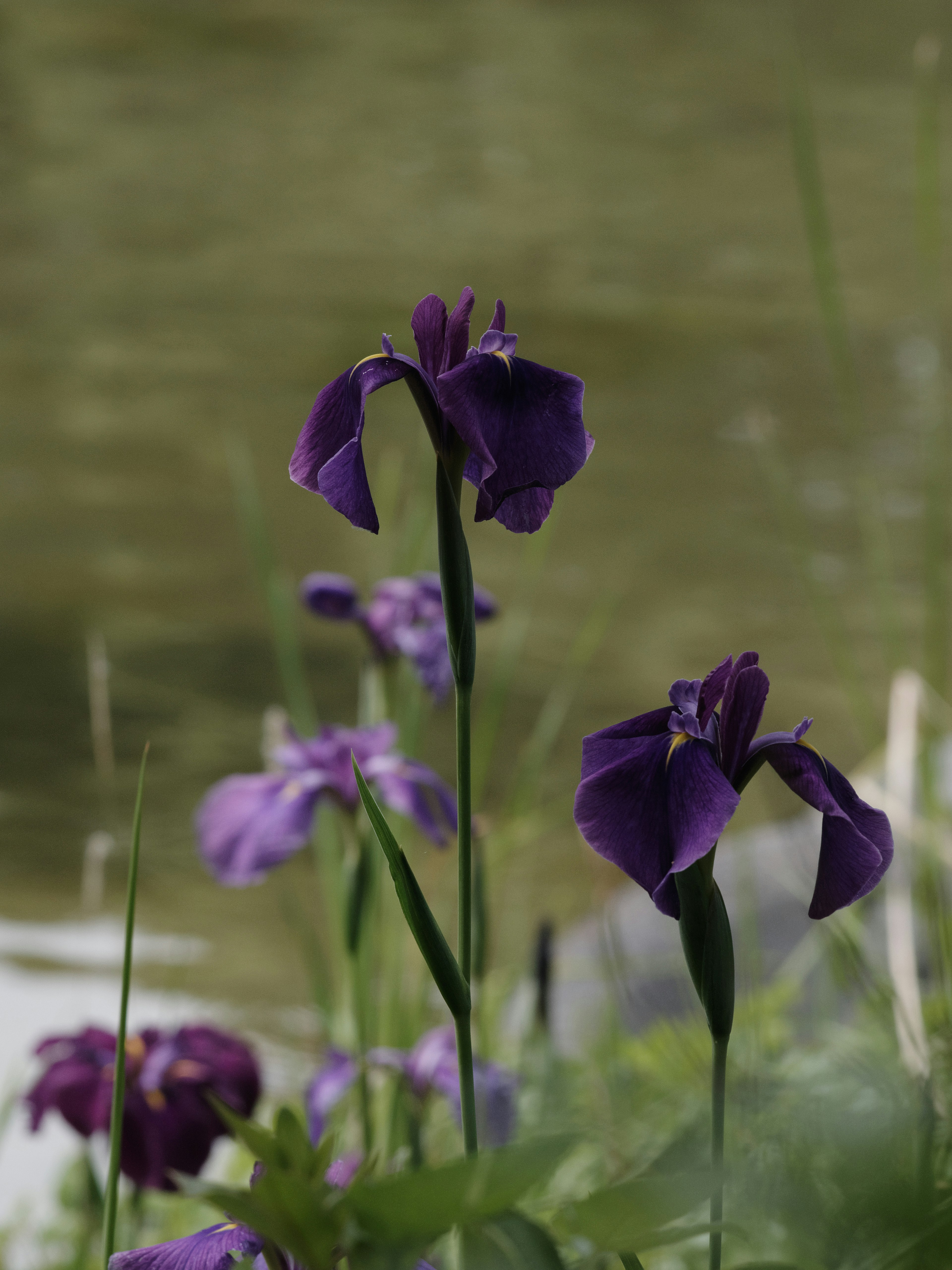 Fleurs violettes en fleurs au bord de l'eau