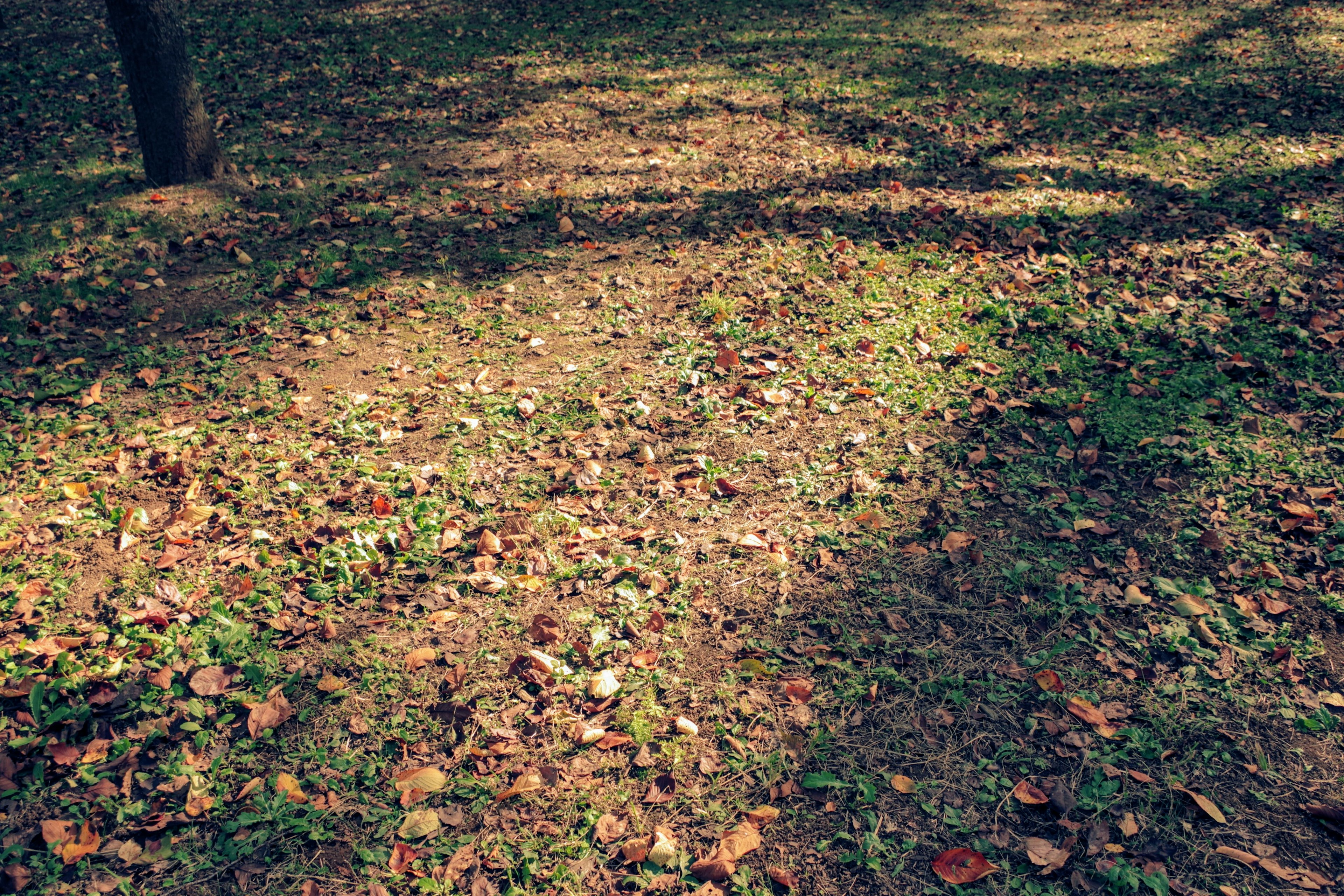 Forest ground covered with fallen leaves and shadows