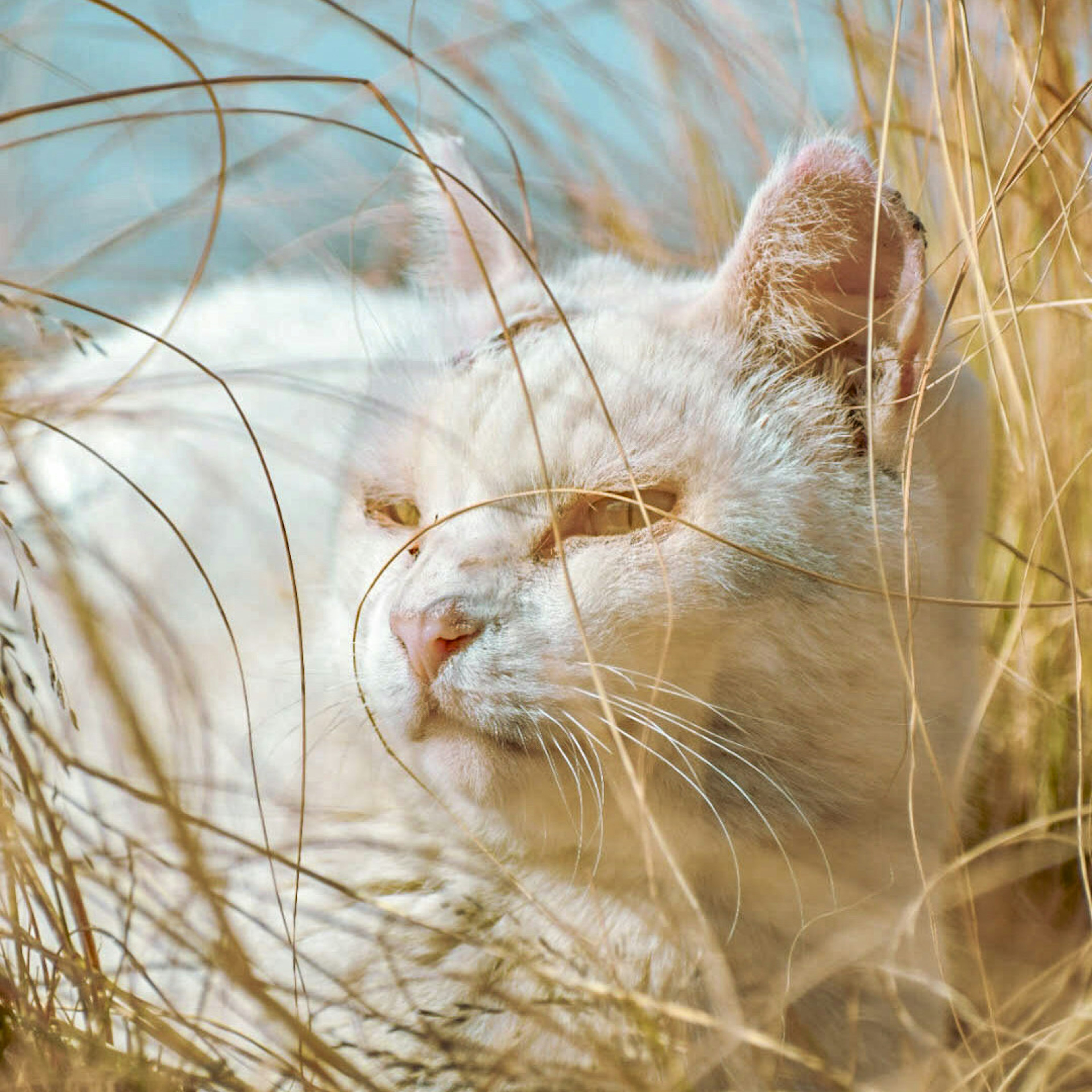 A white cat lying in the grass with a serene expression