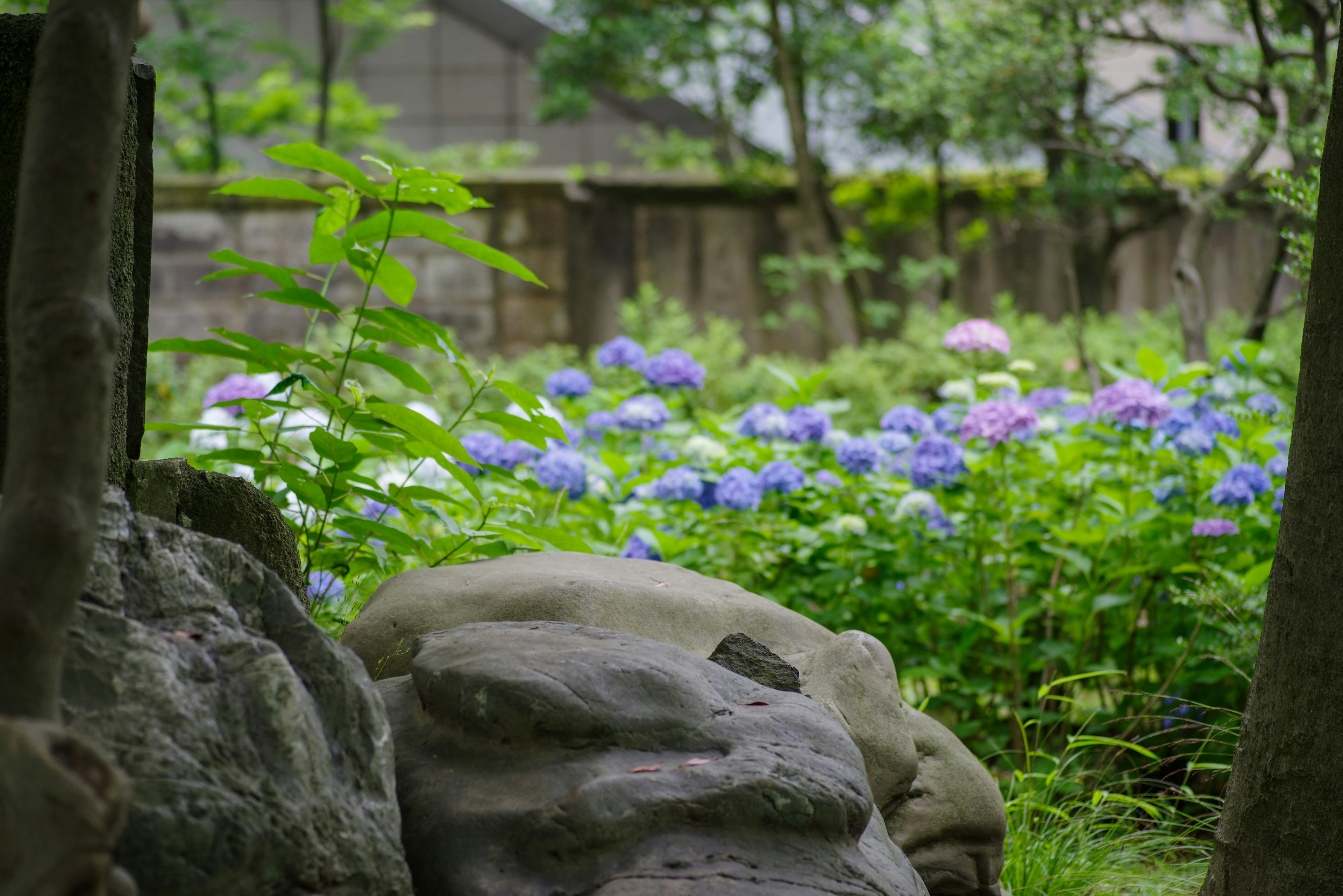 緑の木々と紫色のあじさいの花が咲く静かな庭の風景