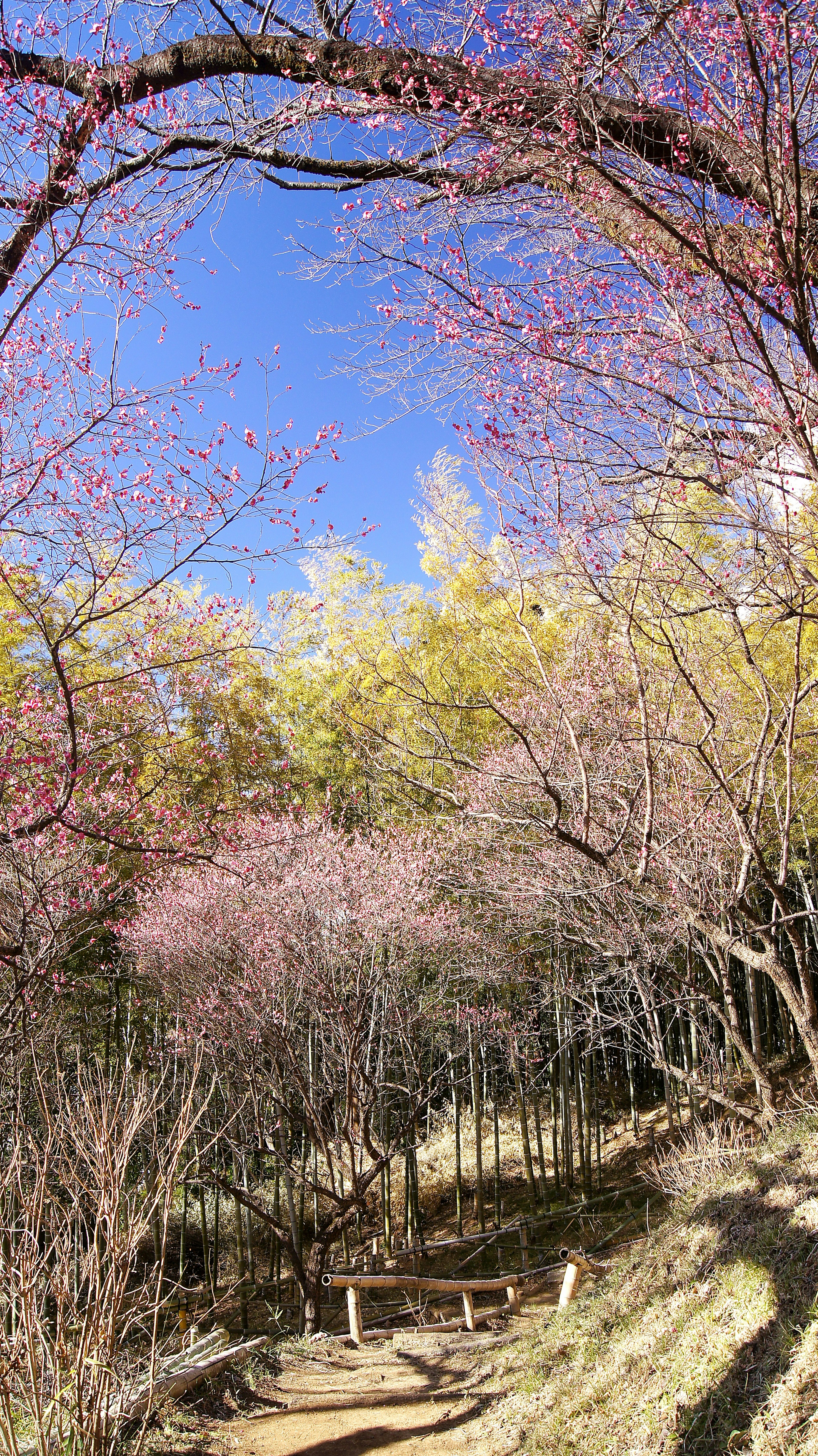 青空の下に咲く桜の木々と緑の葉が見える風景