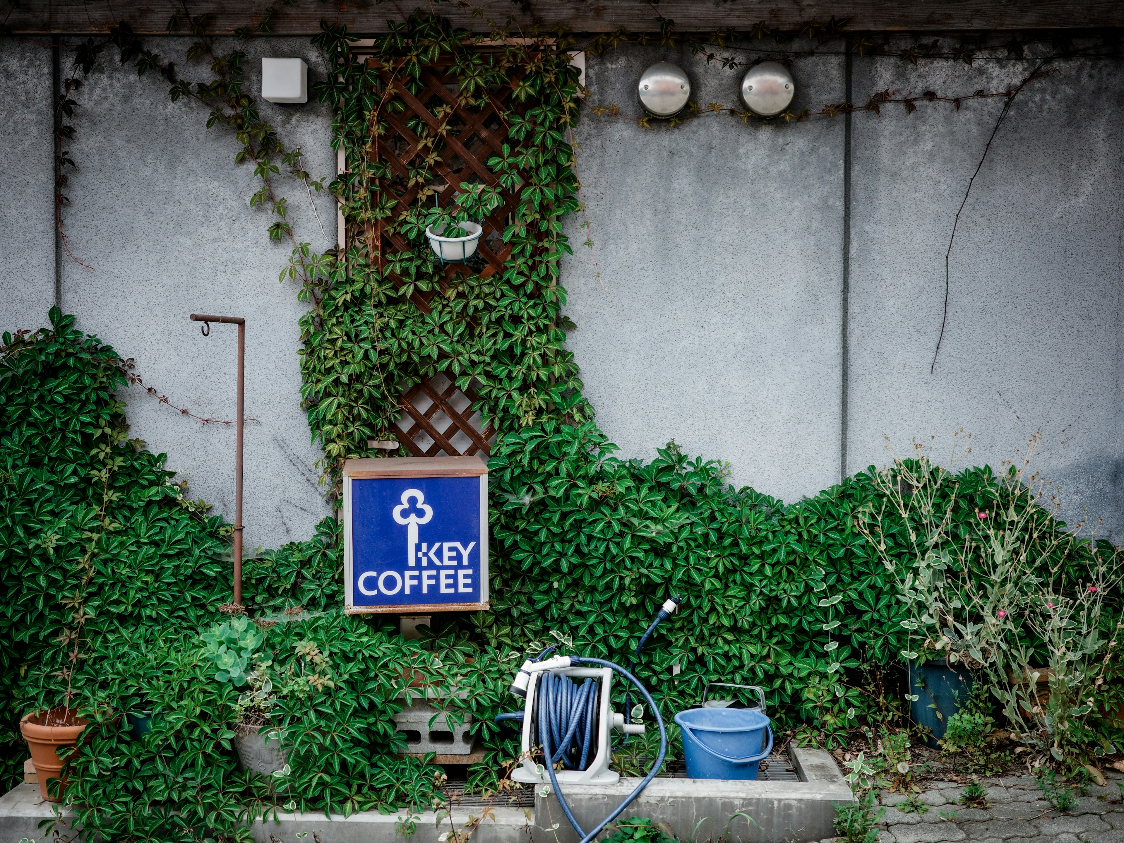 A wall covered in green ivy featuring a Key Coffee sign and potted plants