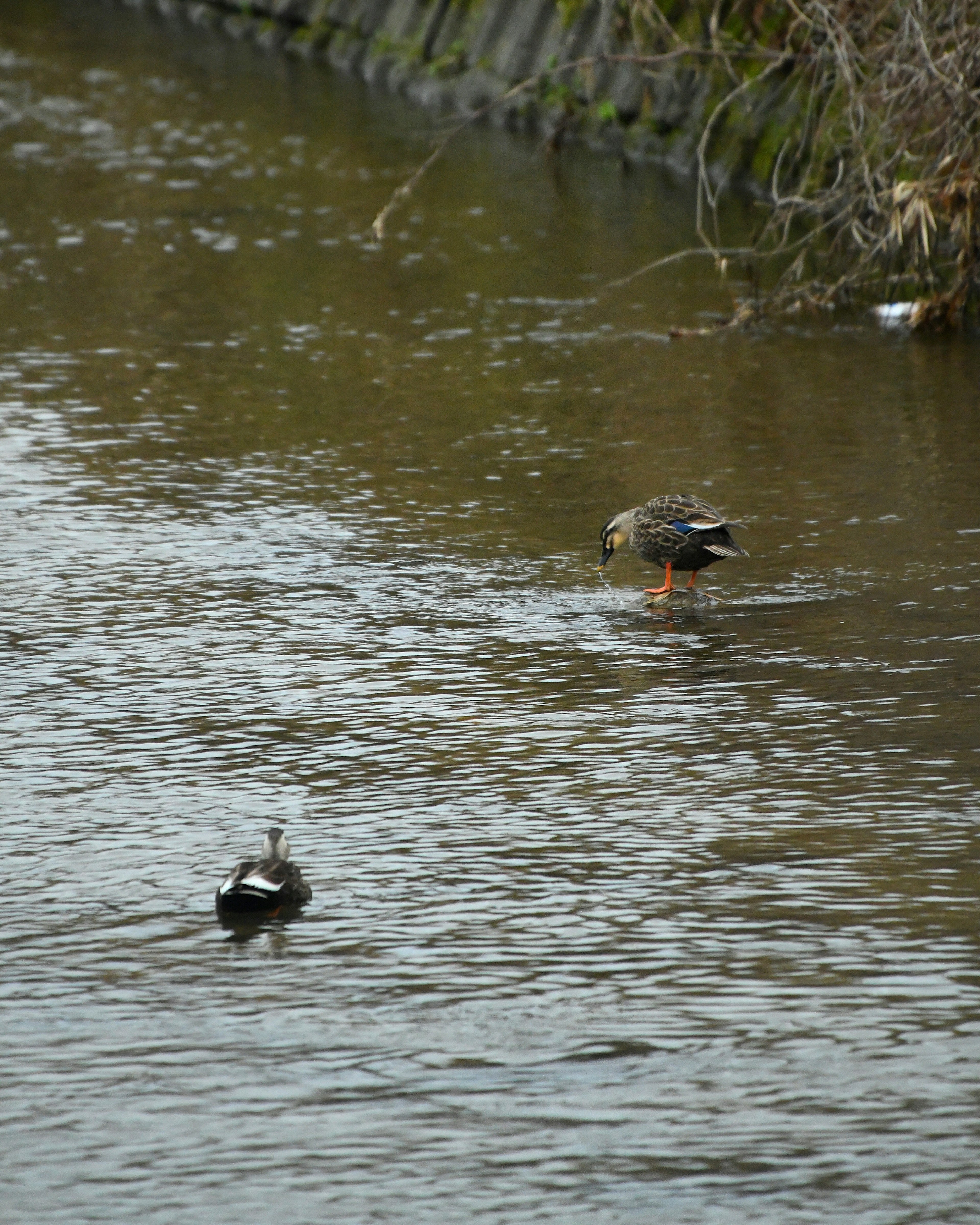 Zwei Enten schwimmen in einem Teich