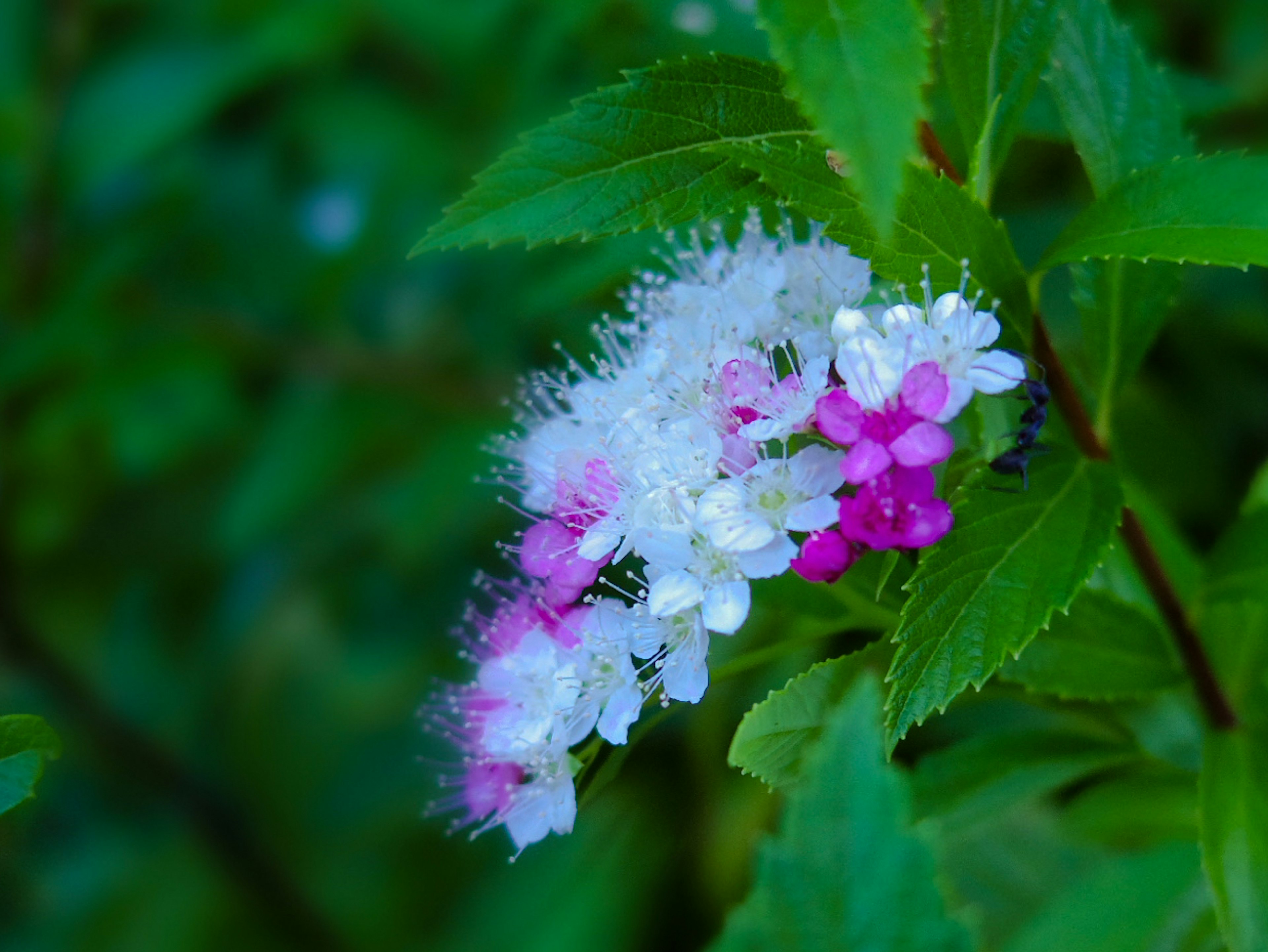 Lebendige grüne Blätter mit blühenden weißen und rosa Blumen